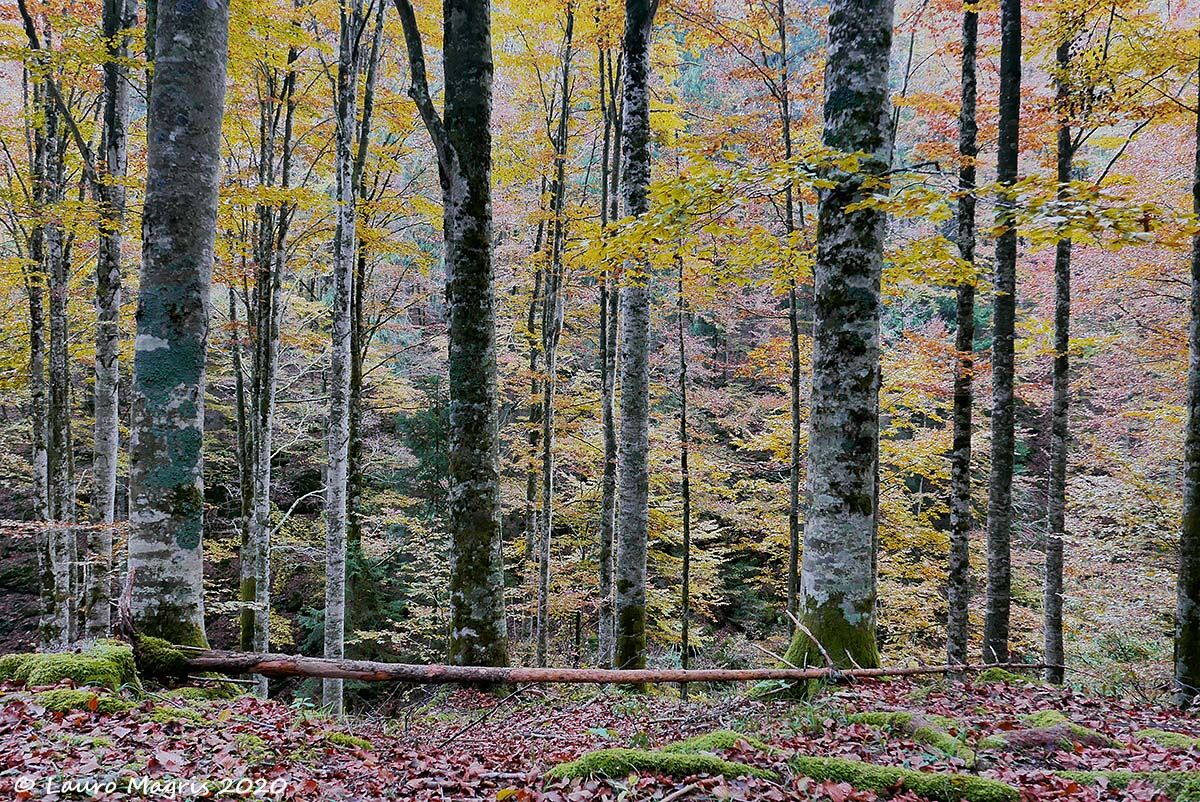 Located between colors