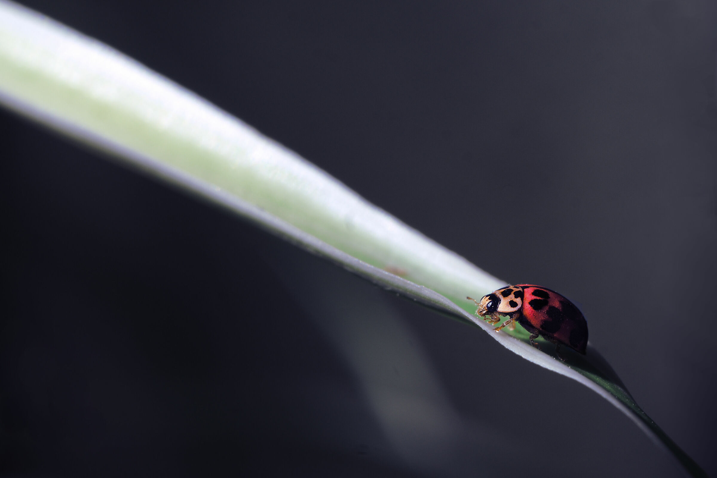 Coccinella