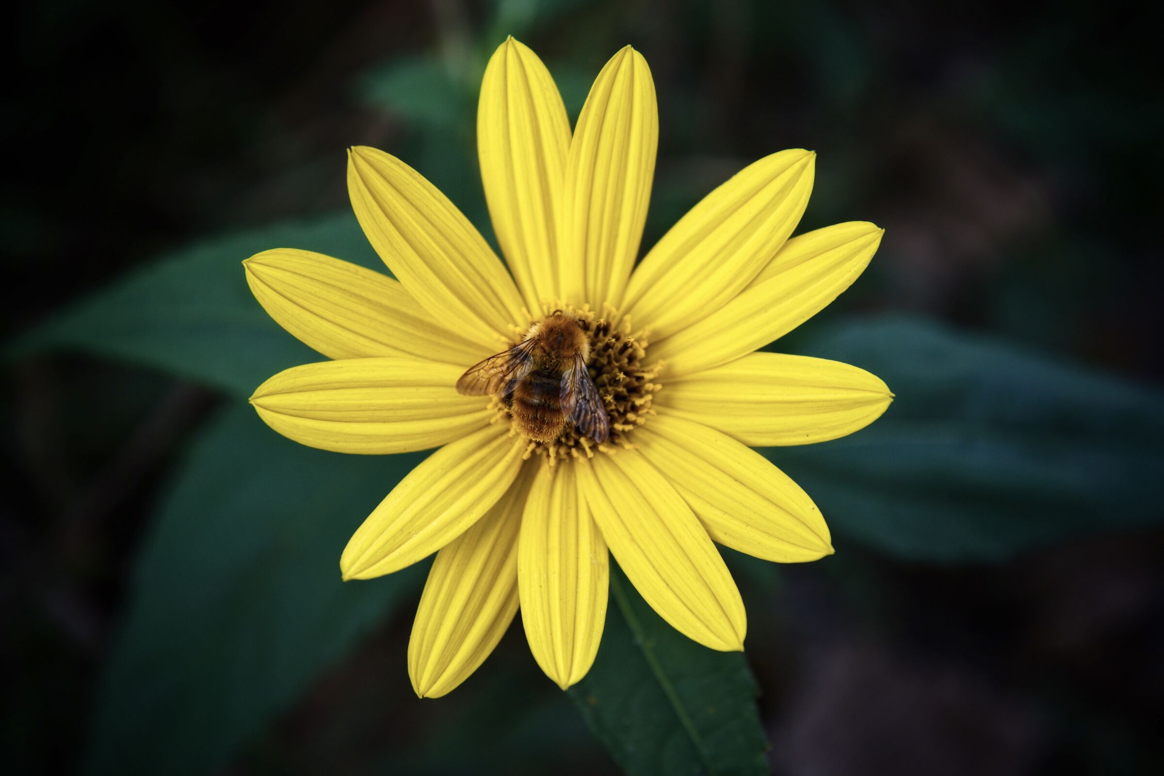 Fiore di Arnica, con ospite.