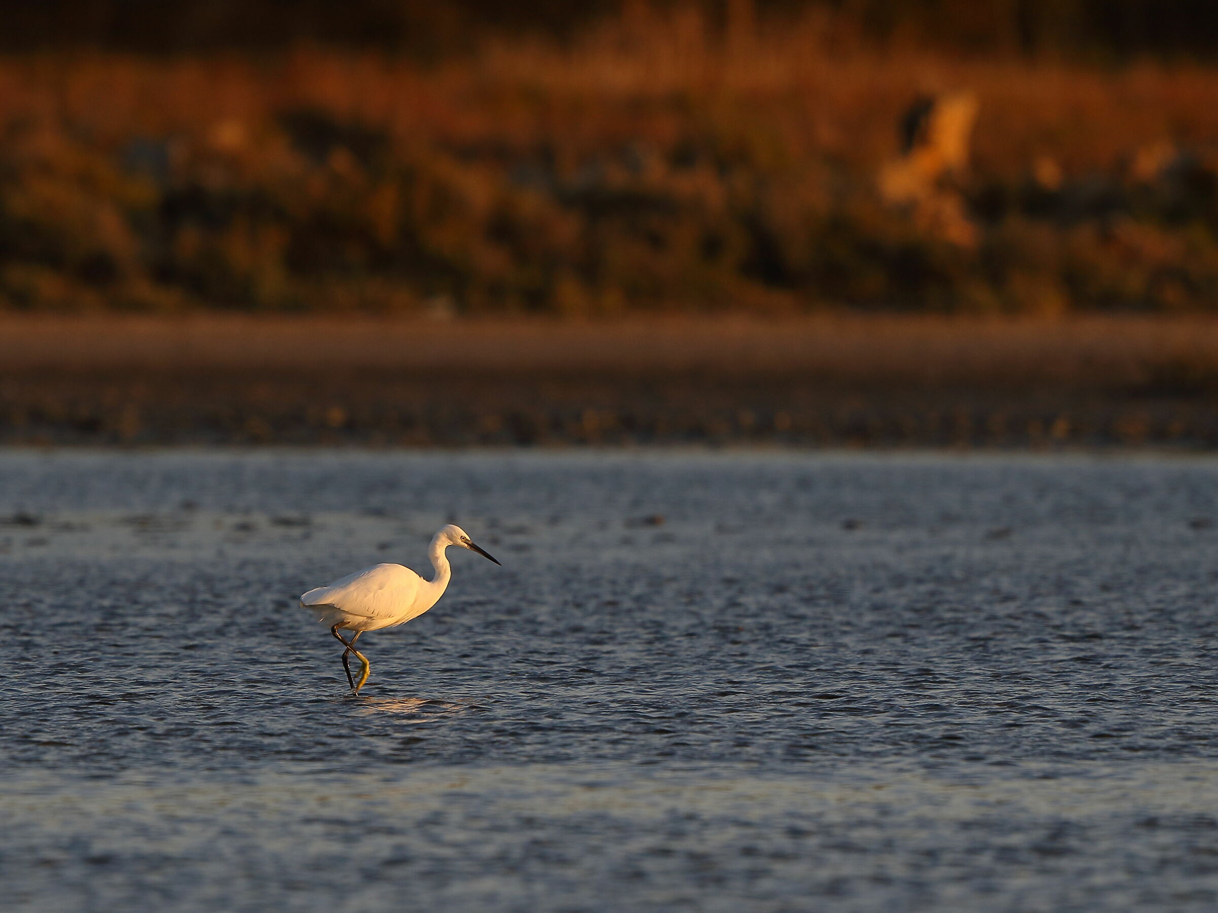 Egret at Dawn