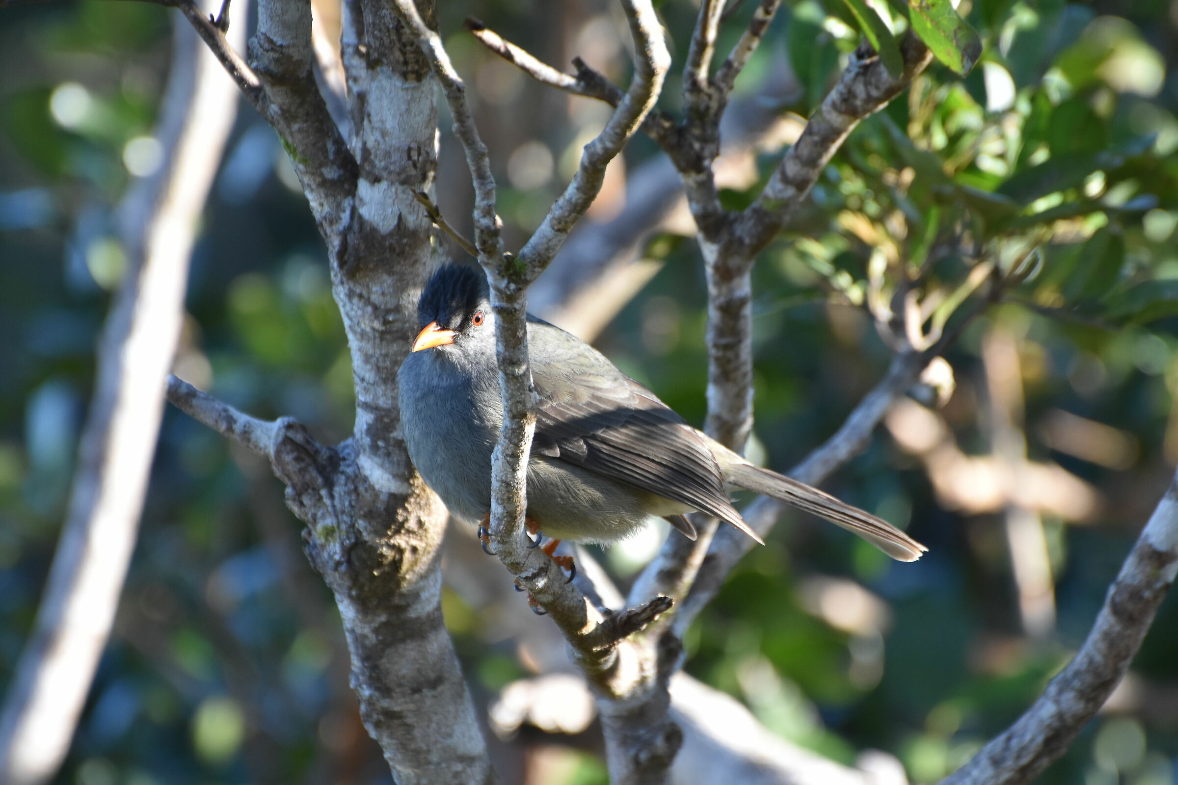 bulbul di Mauritius