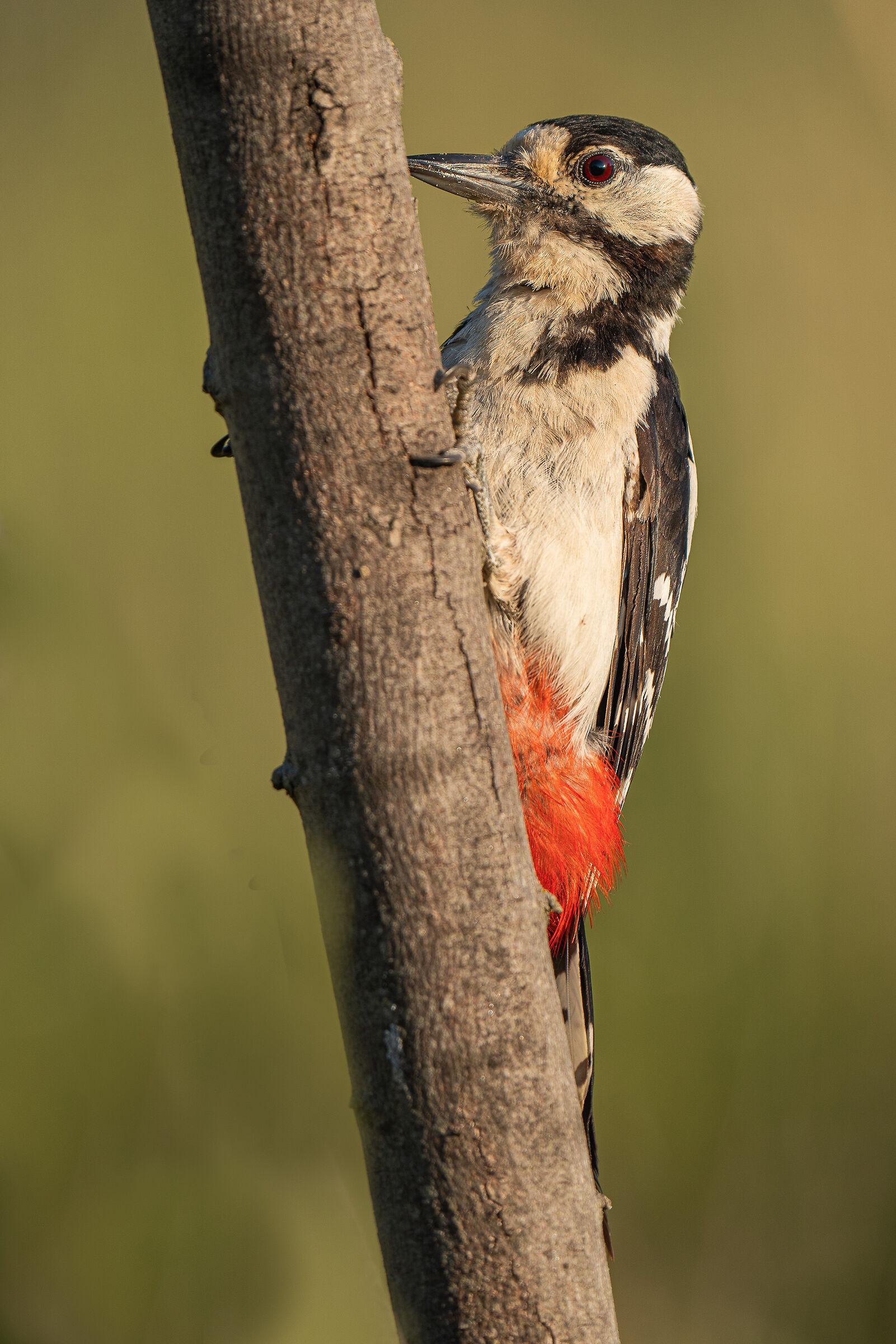 red woodpecker