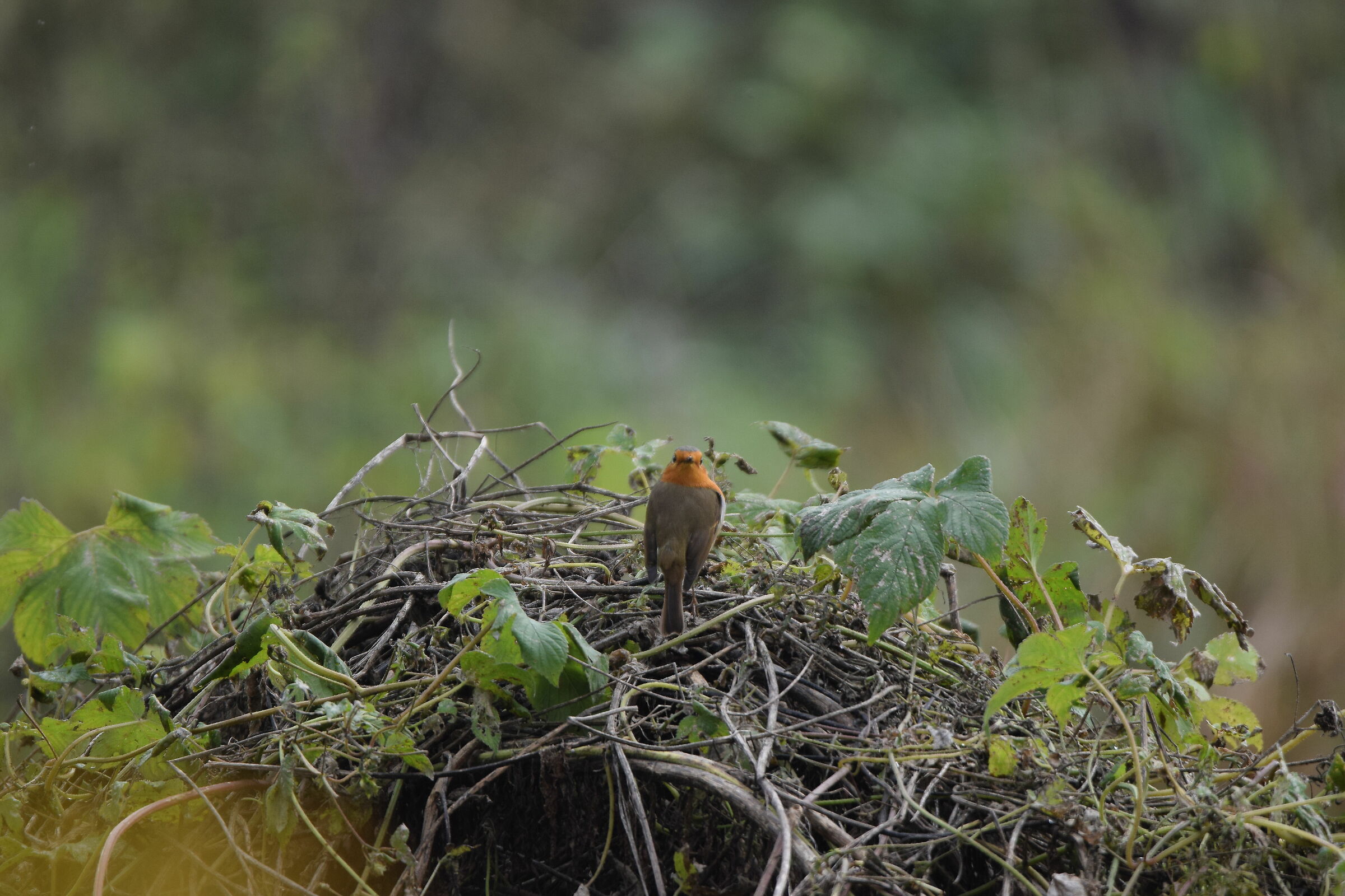 cervicale...no problem