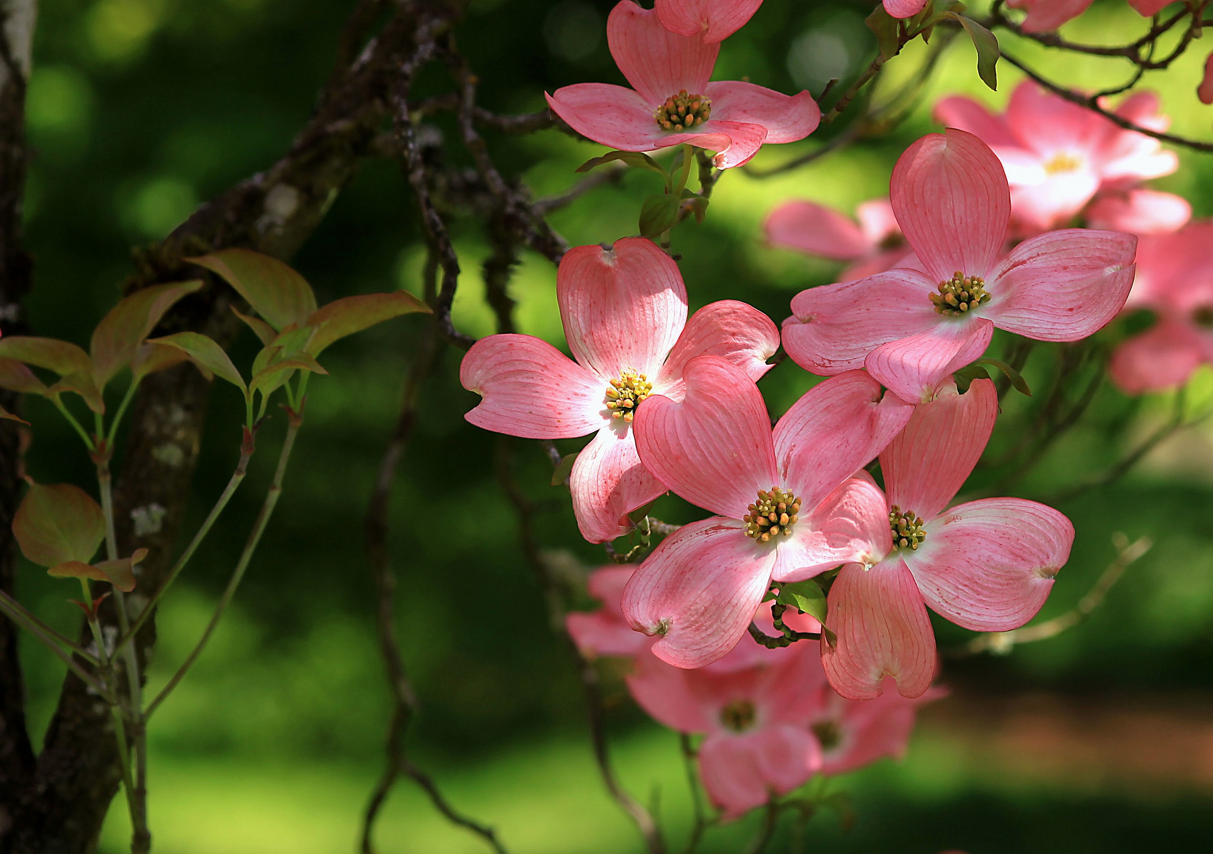 Dogwood Delight