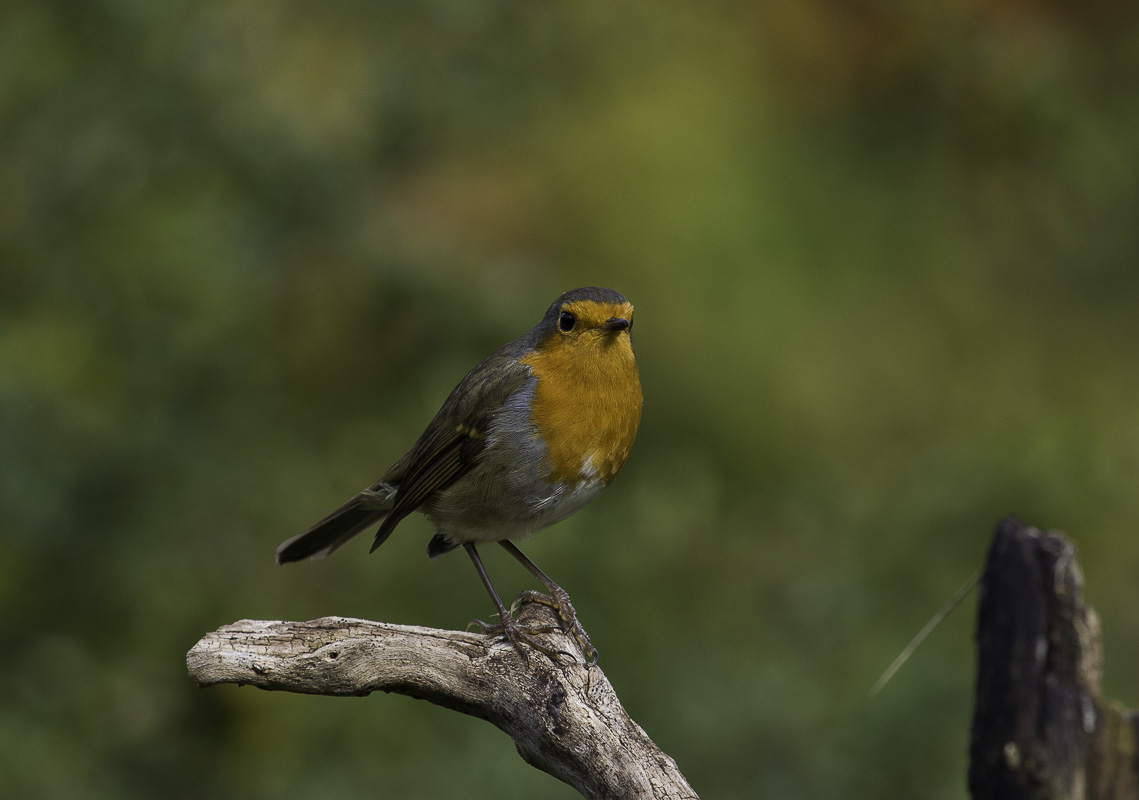 Pettirosso (erithacus rubecula)