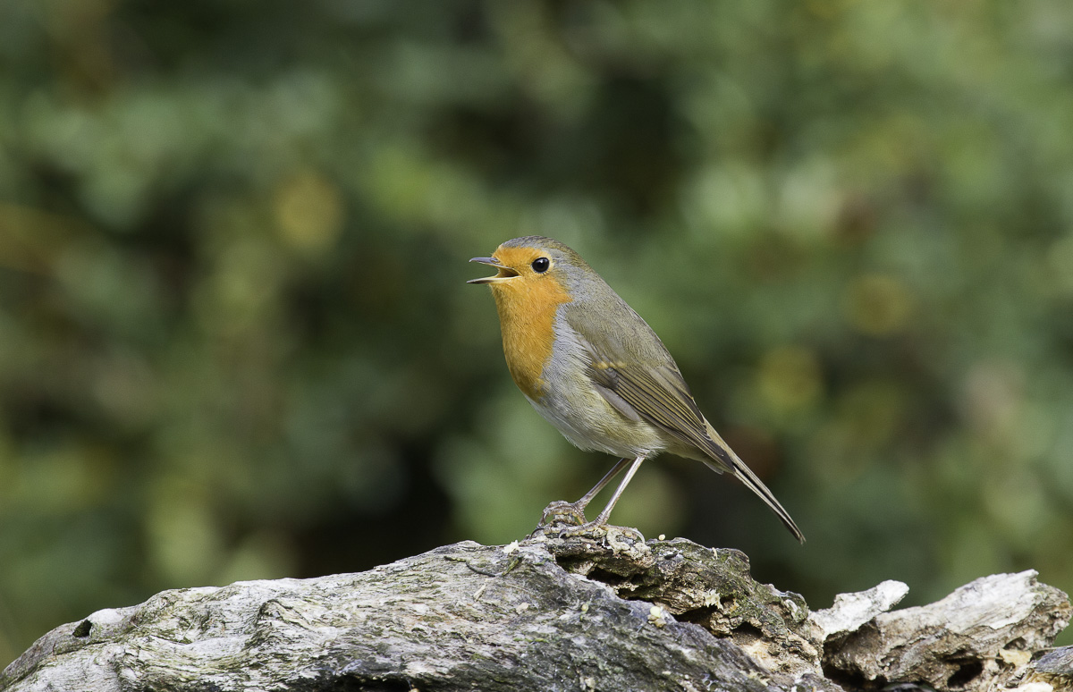Pettirosso (erìthacus rubecula)