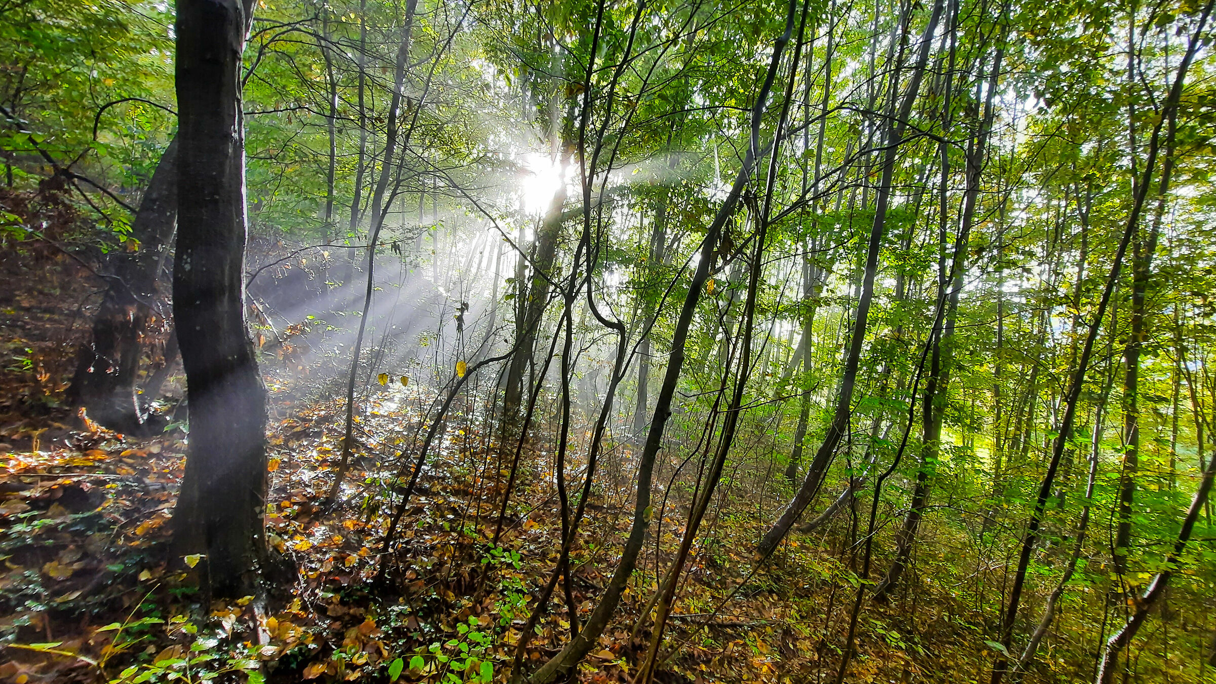 First lights in the woods