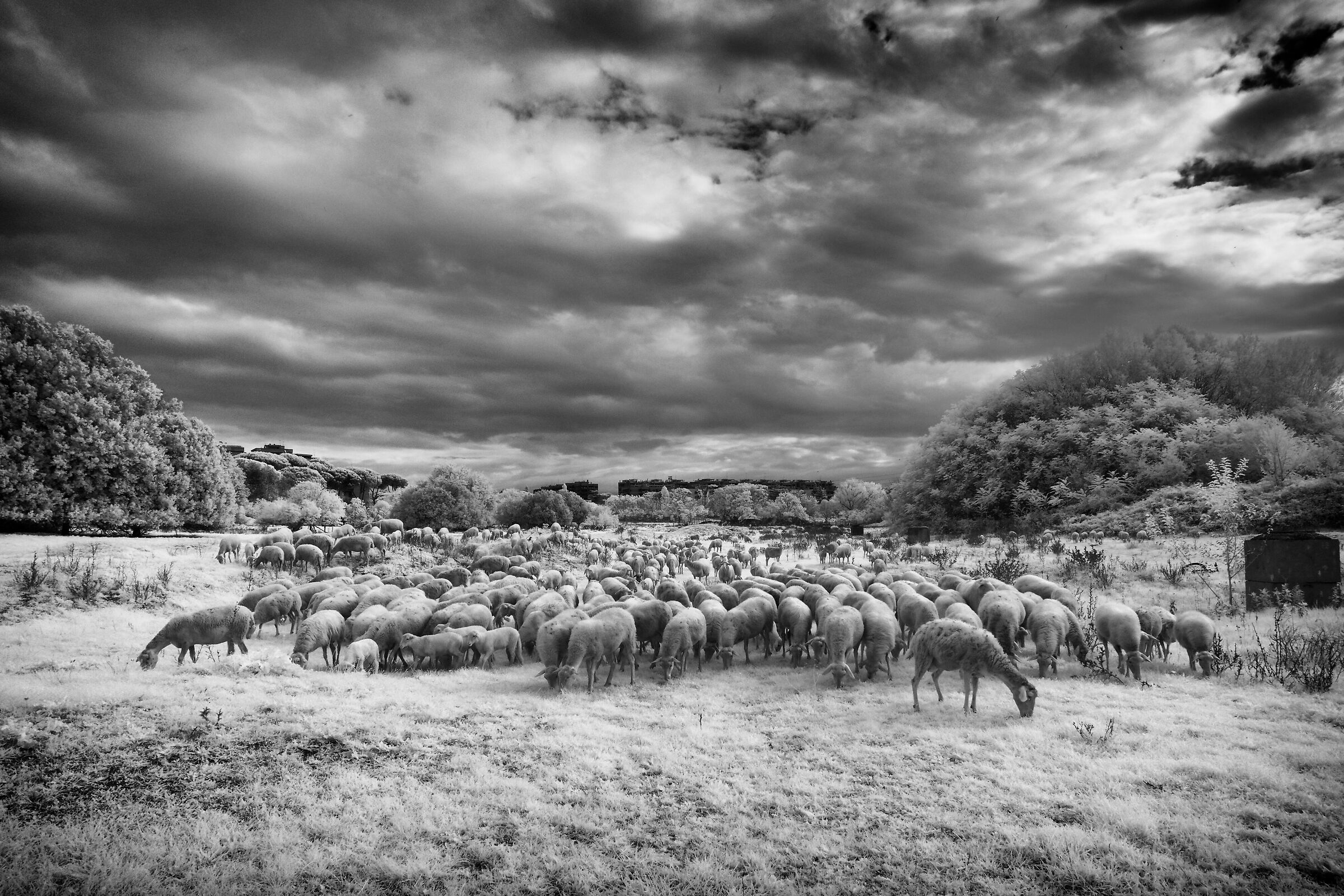 sheeps (ricercando l'immunità di gregge...)