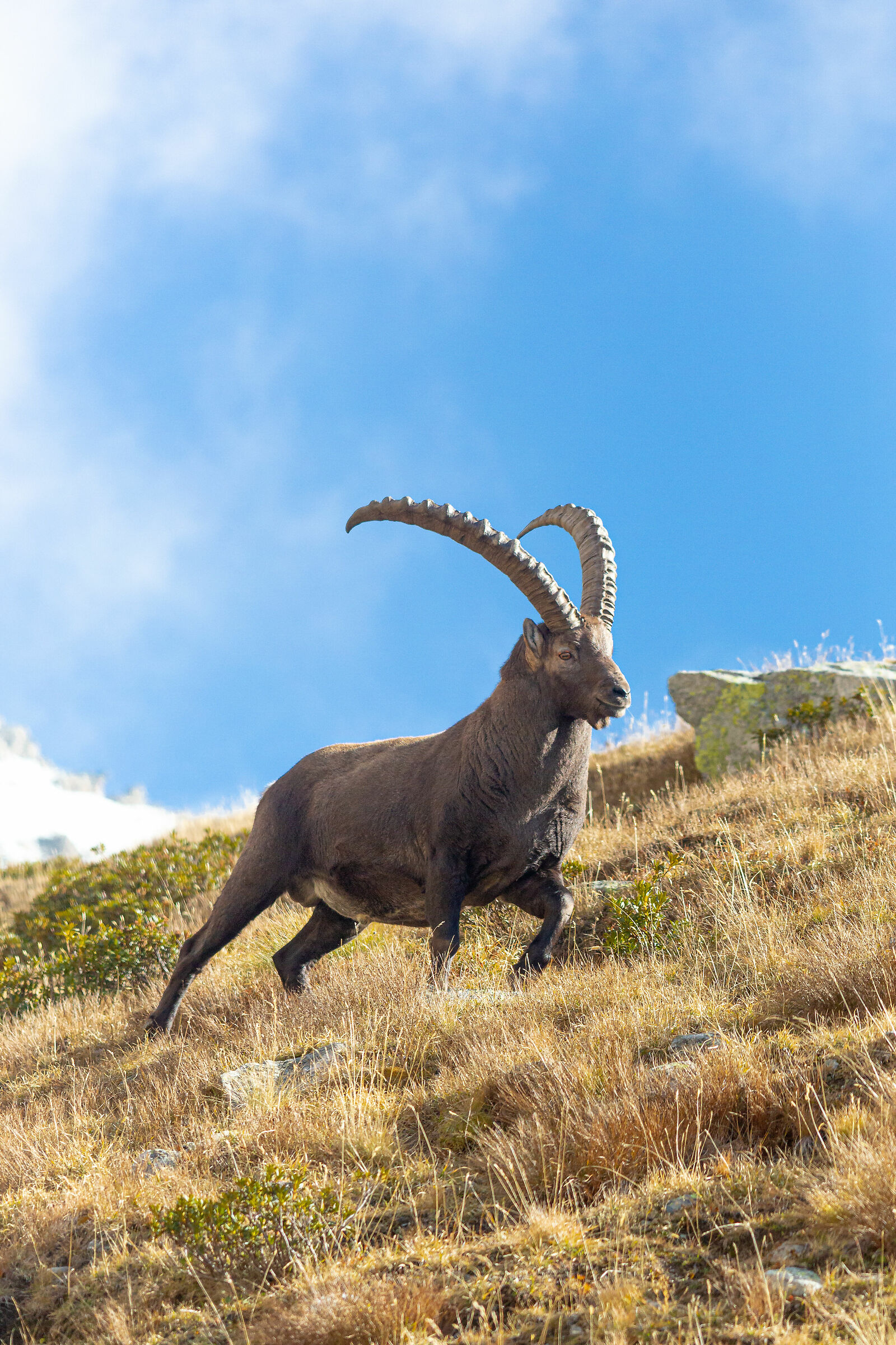 Il Re del Parco Nazionale del Gran Paradiso