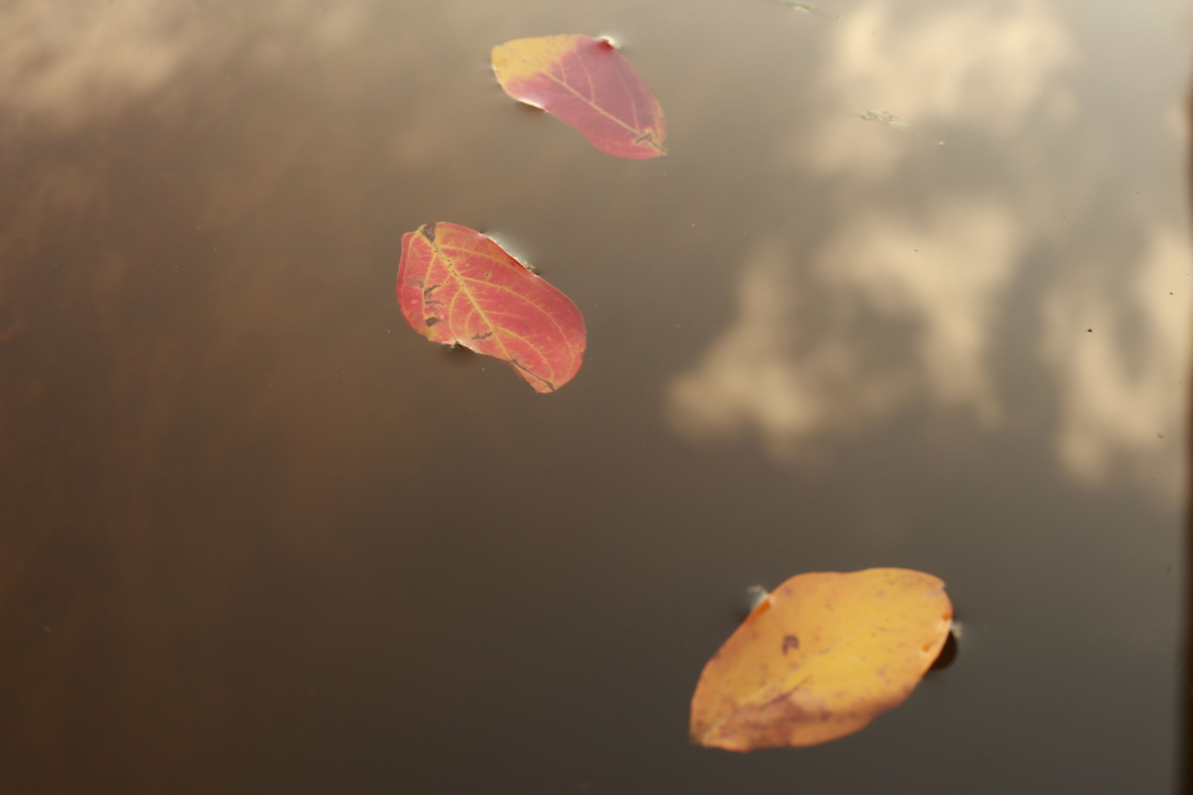 Untitled Photo
