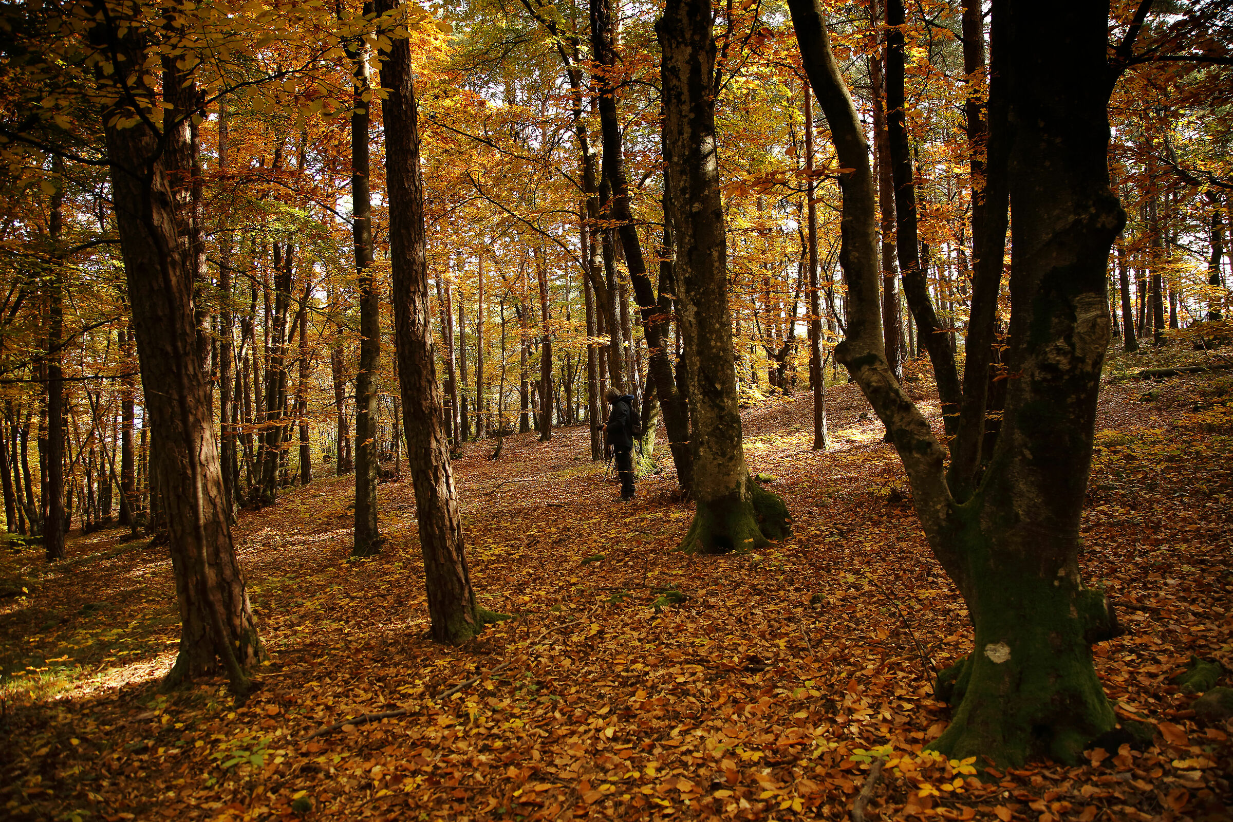 Fotografo della domenica