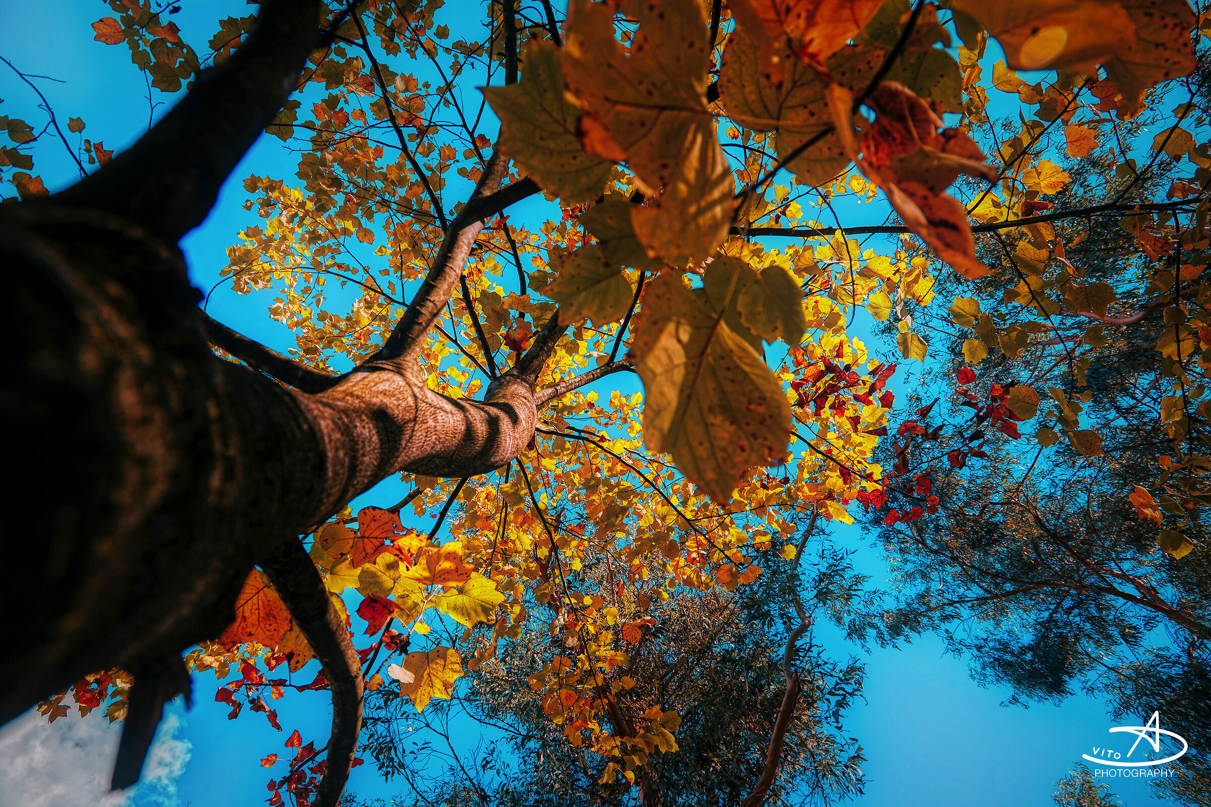 Albero teal and orange