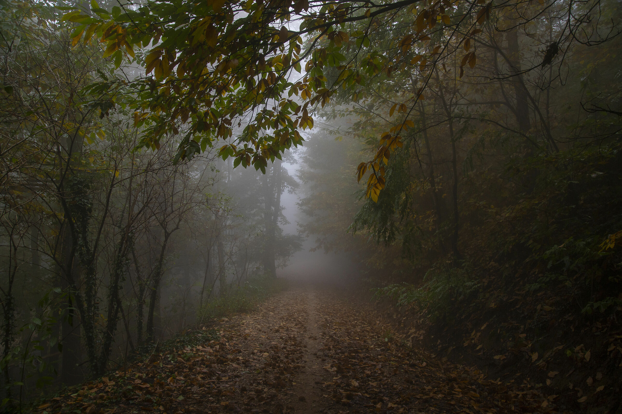 Nebbia sui Colli Euganei