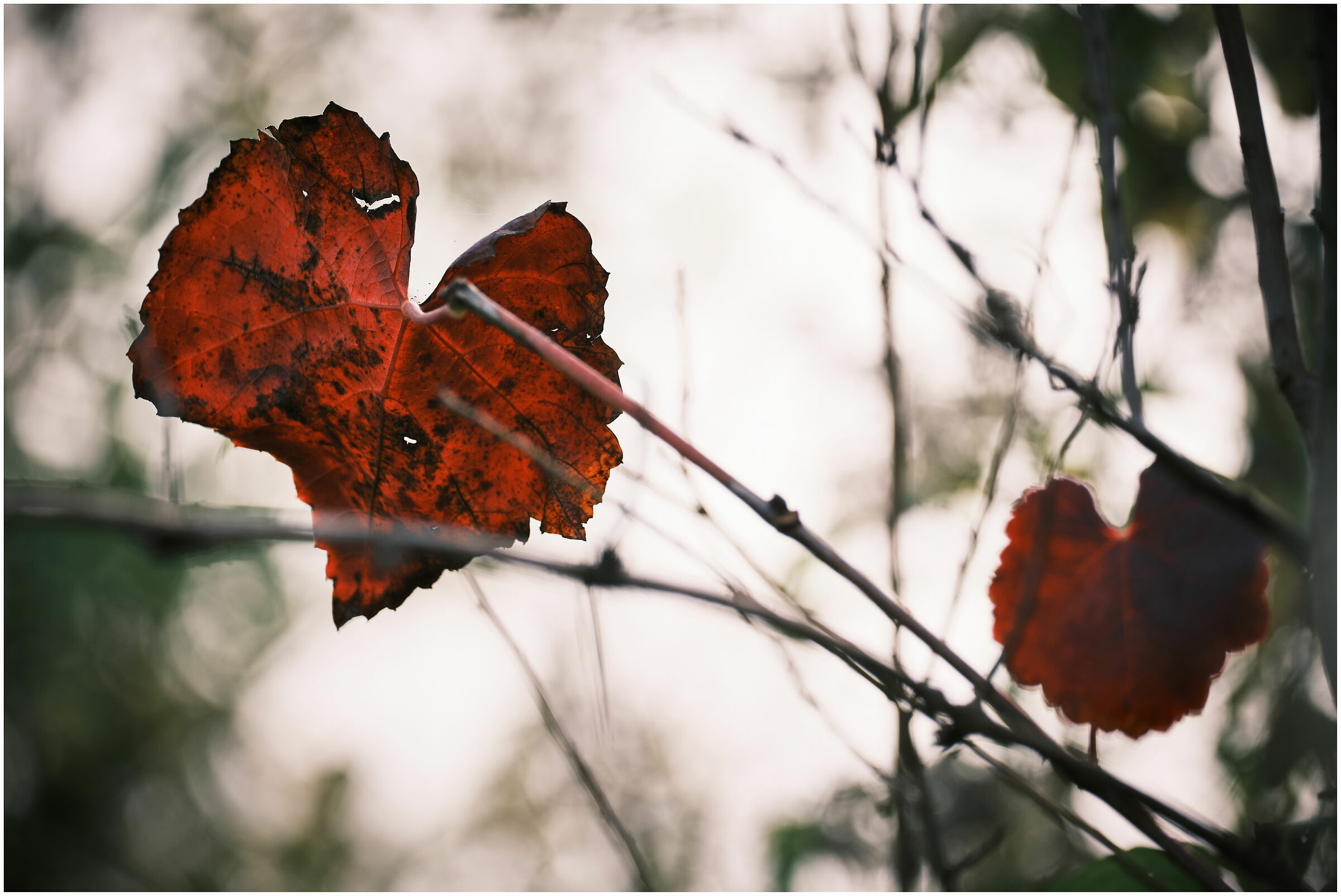Red backlight