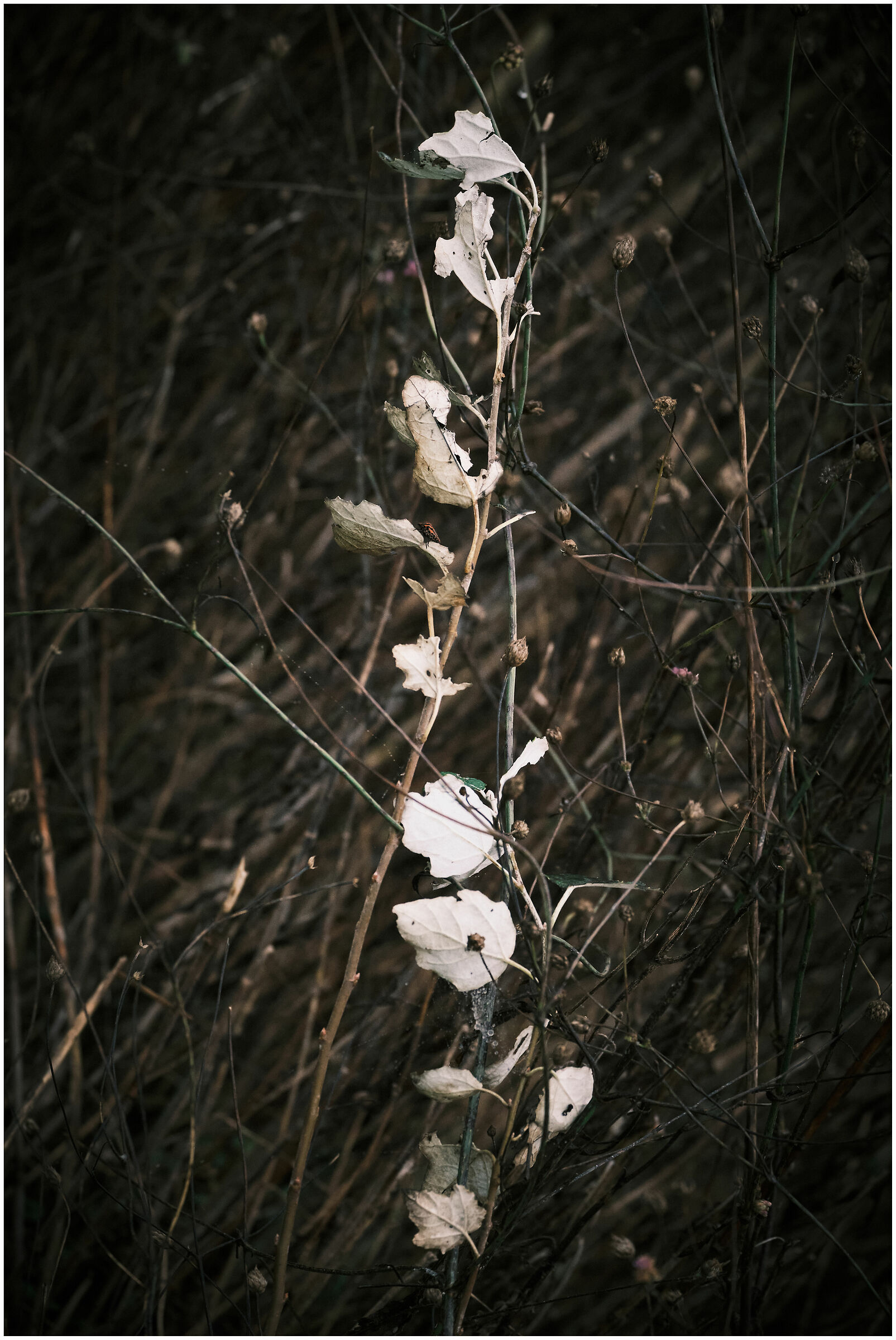 Four steps in the park