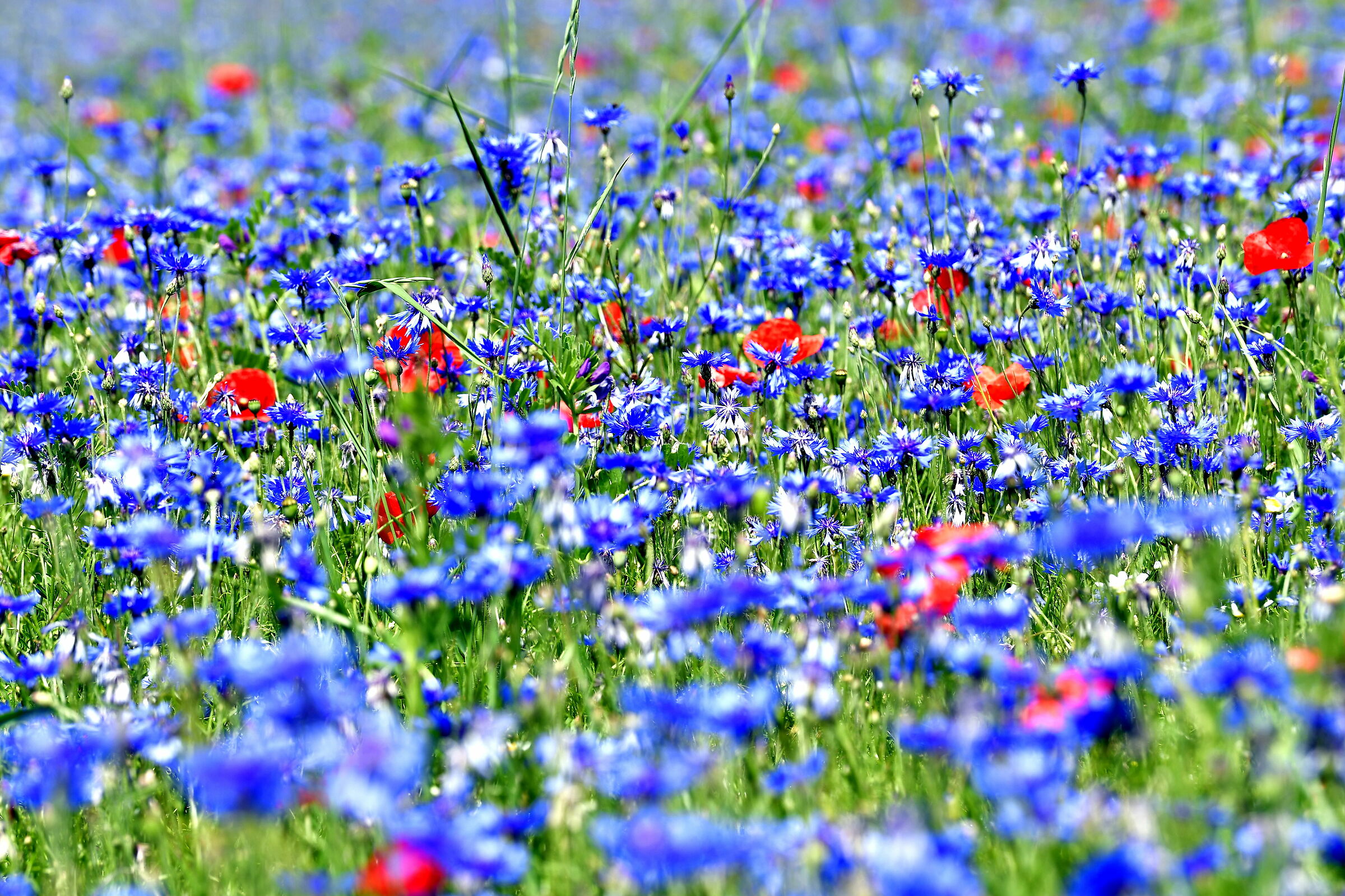 Castelluccio
