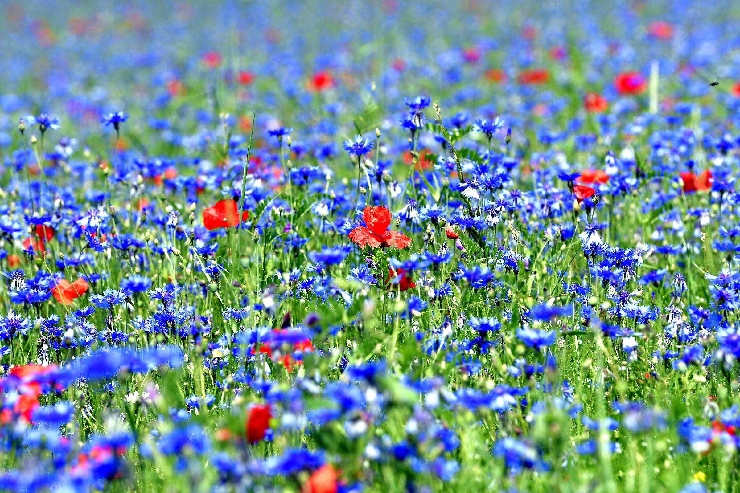 Castelluccio