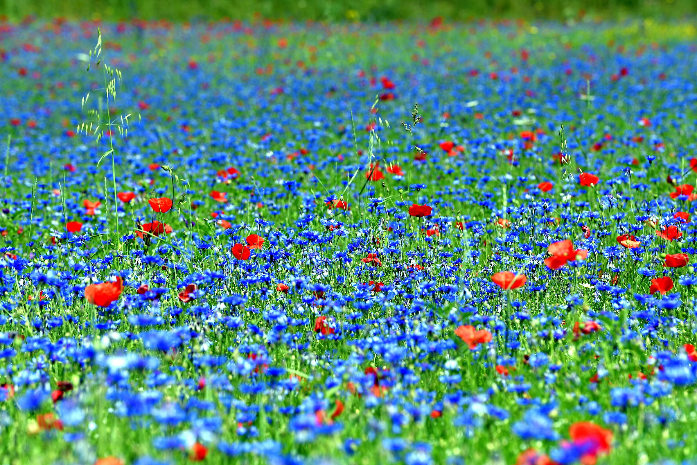 Castelluccio