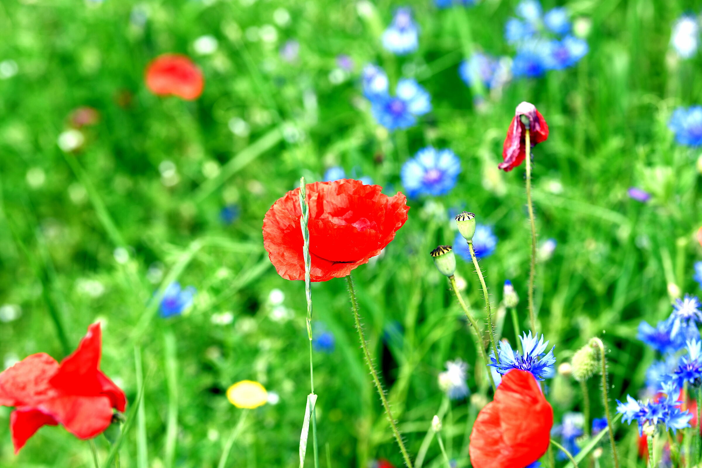 Castelluccio