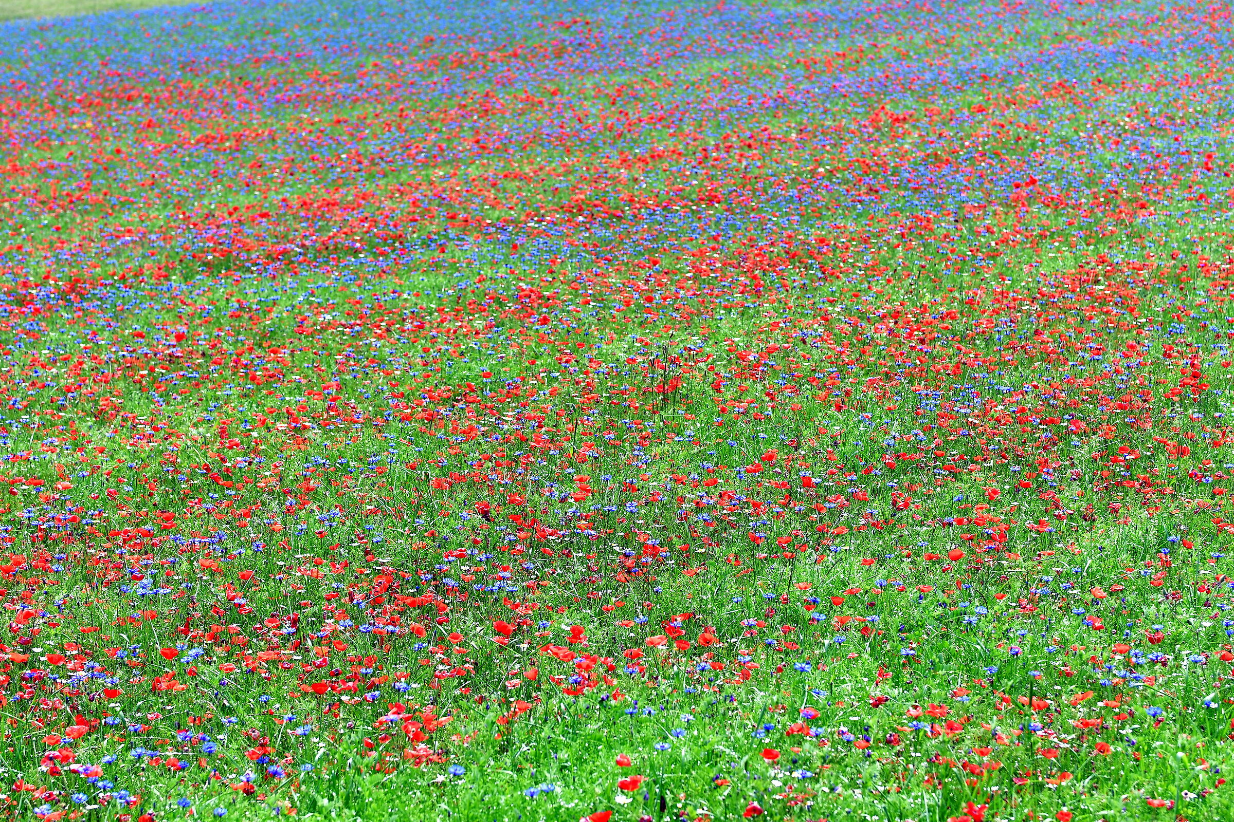 Castelluccio