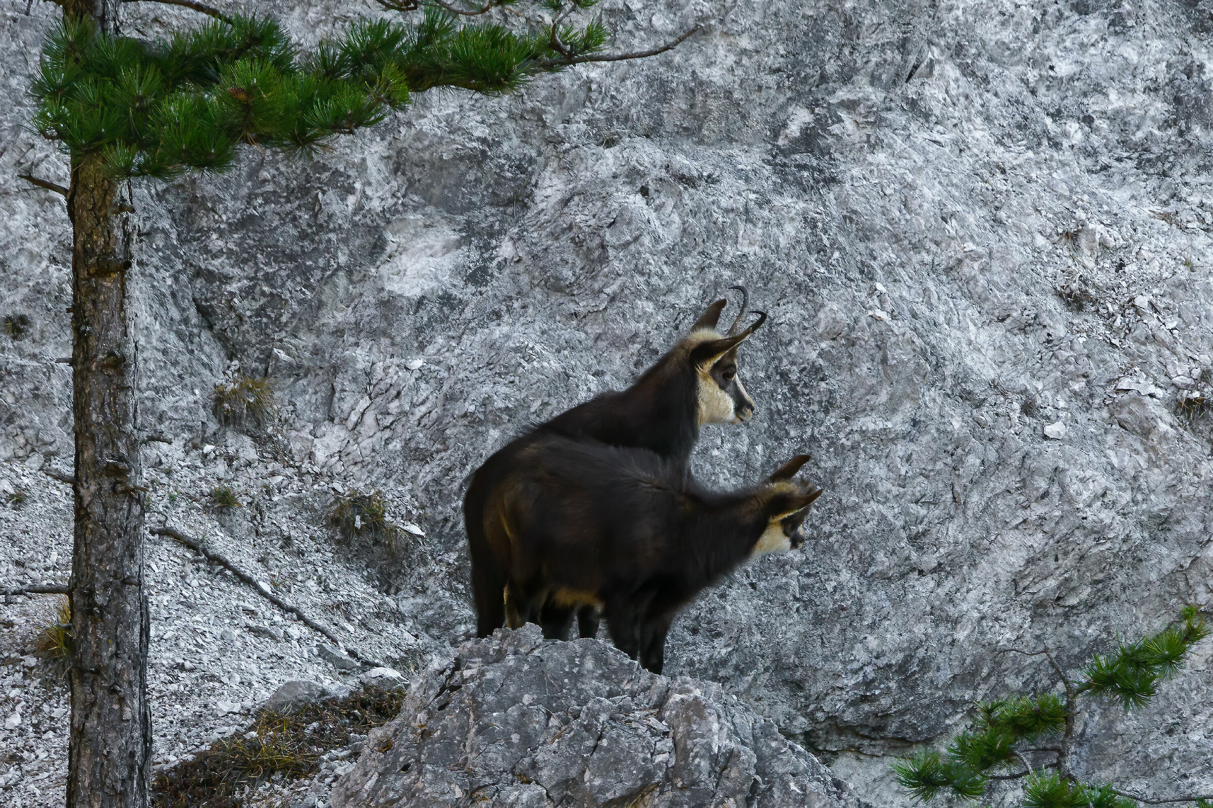 Camosci mamma e piccolo