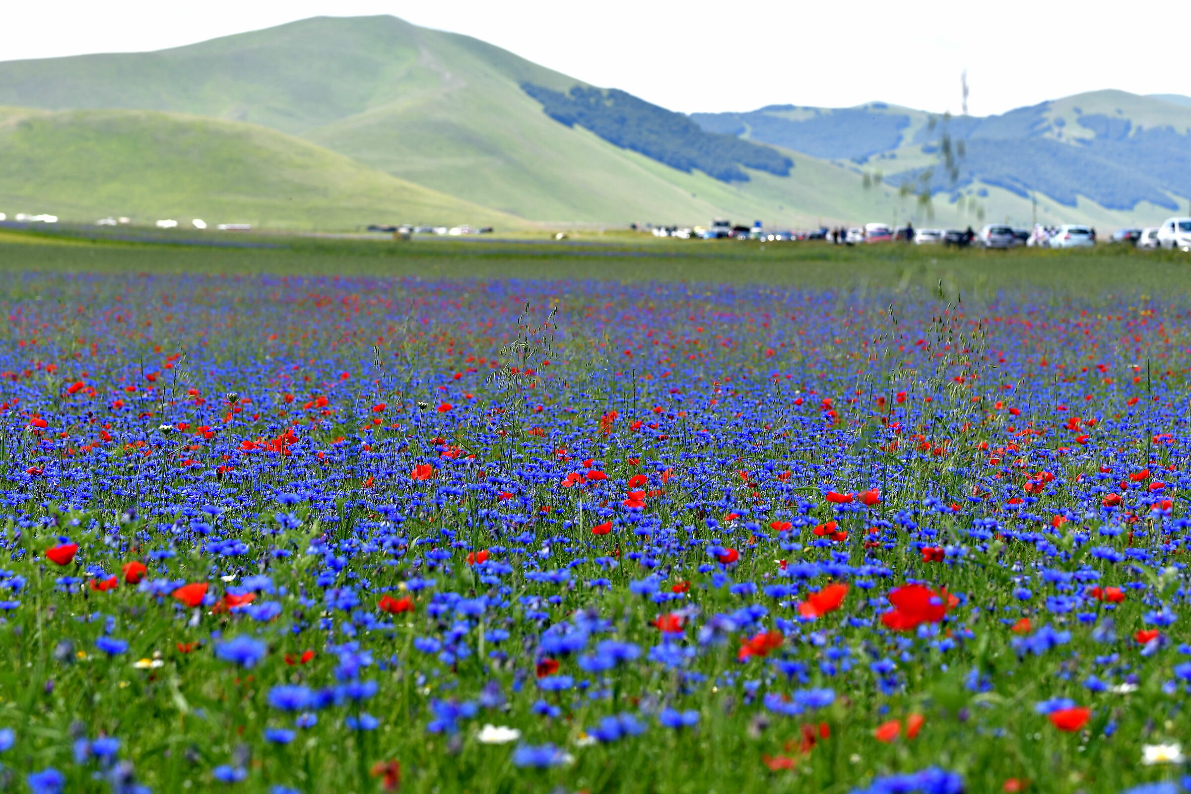 Castelluccio