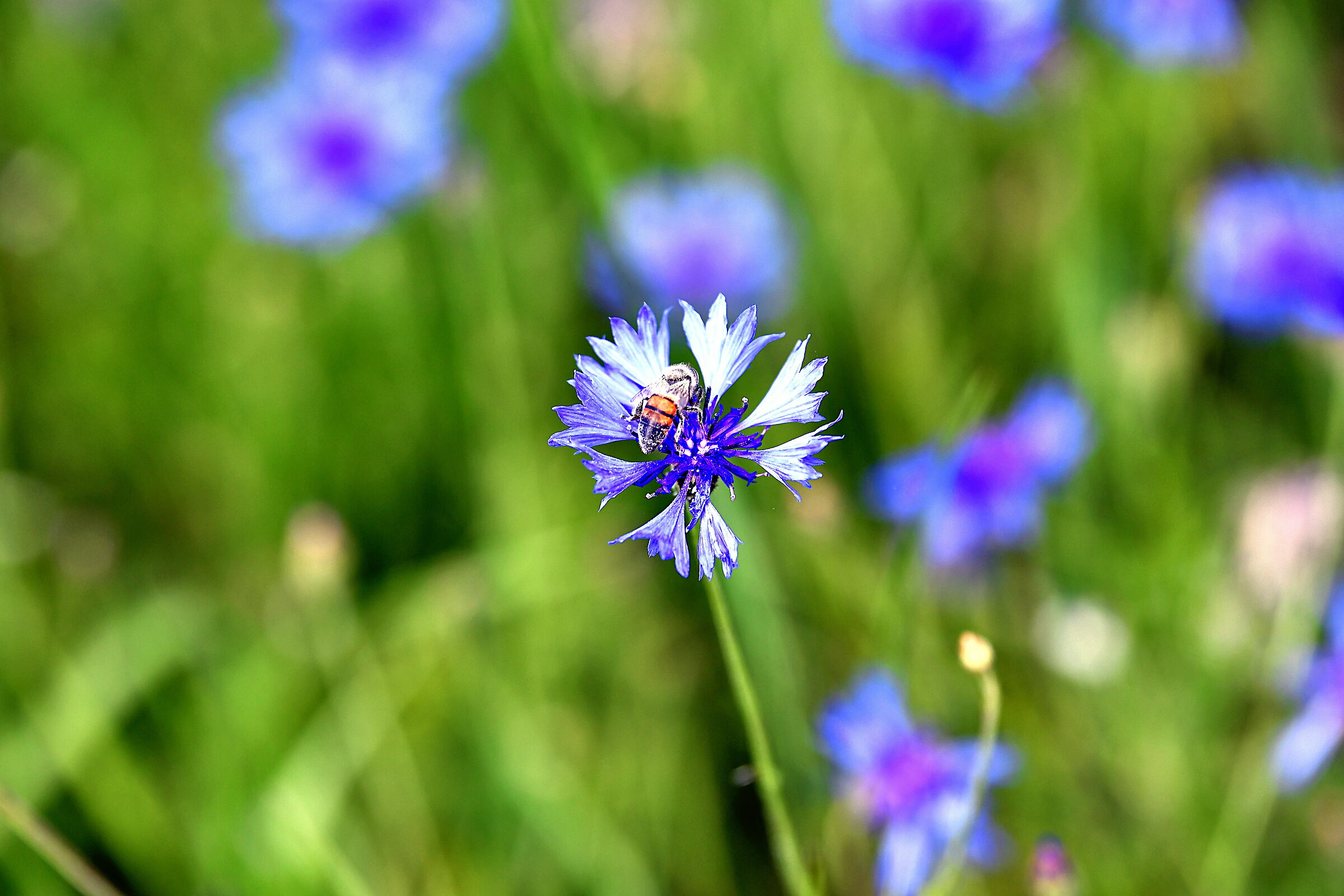 Castelluccio