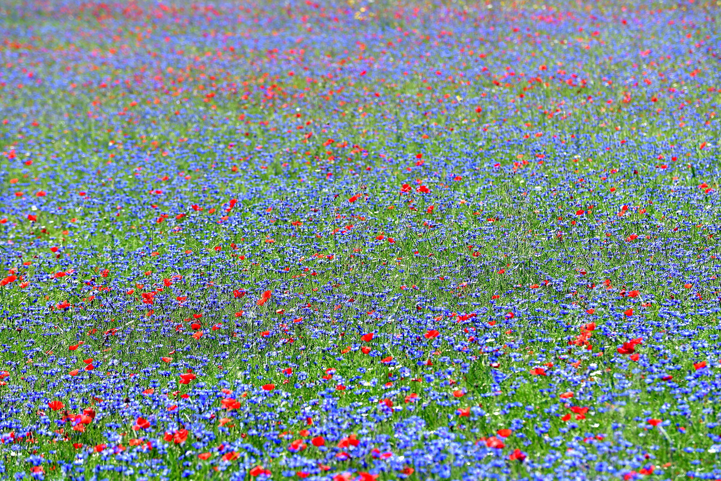 Castelluccio