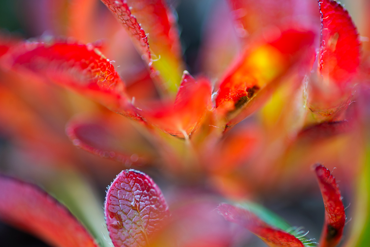 The colors of autumn