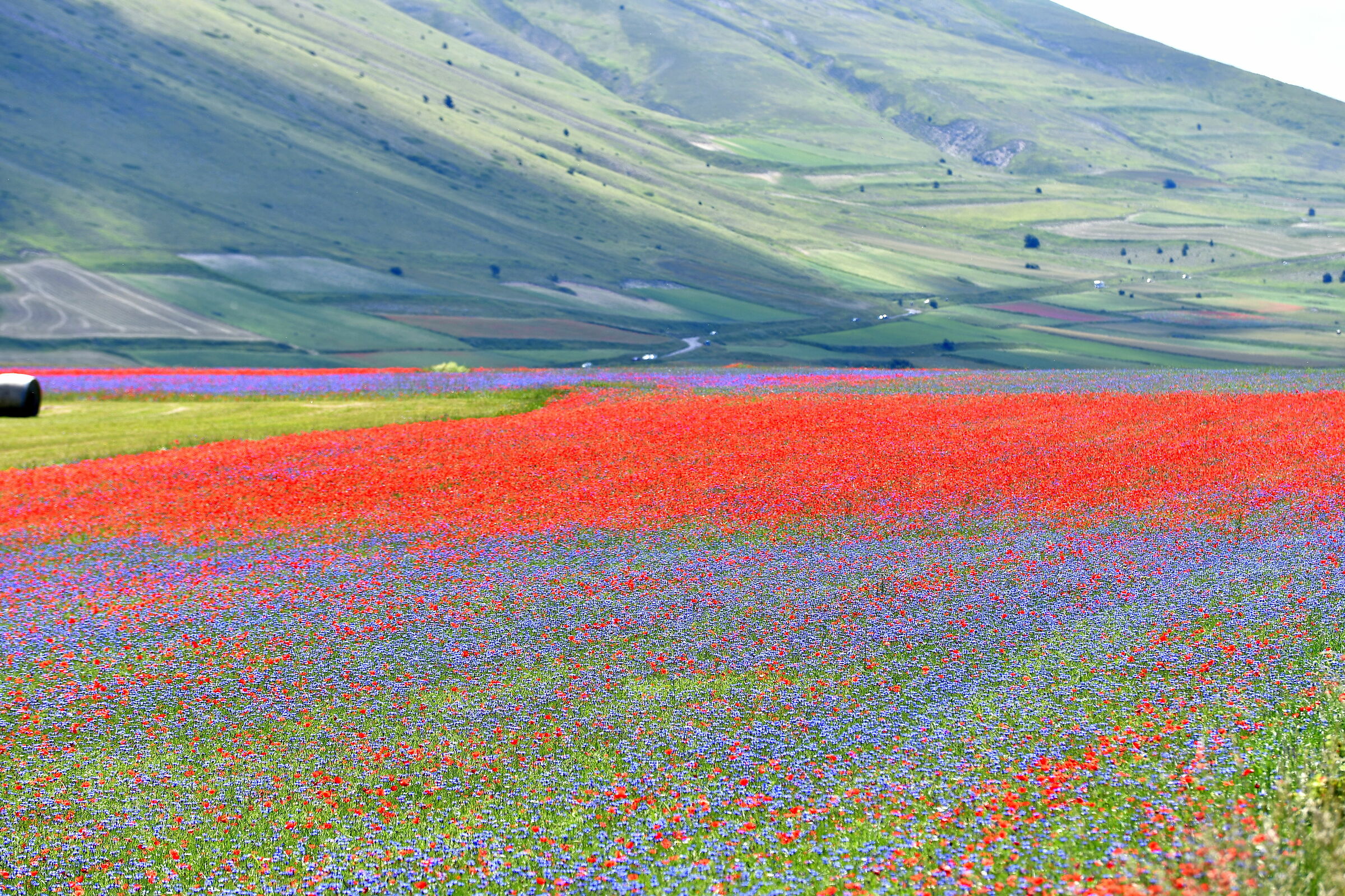 Castelluccio