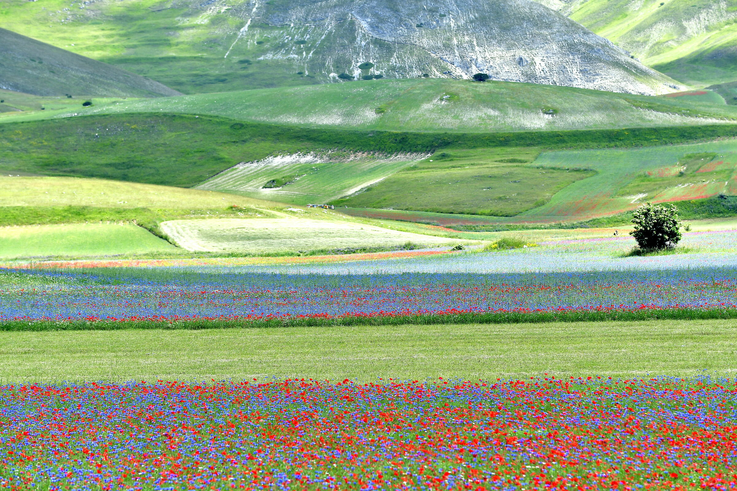 Castelluccio