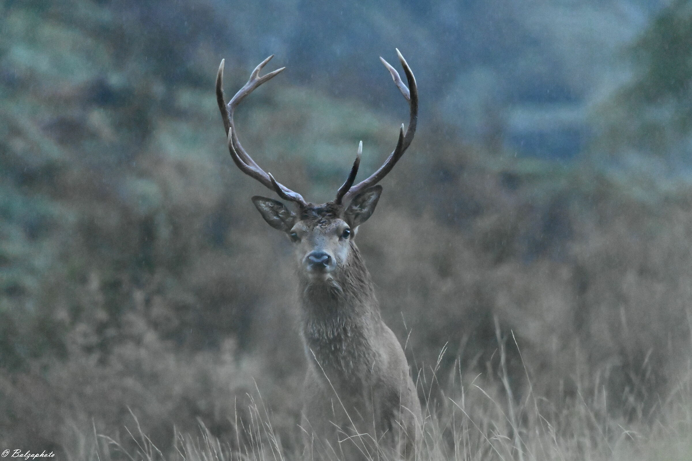 Deer a few meters away, day of wind and rain