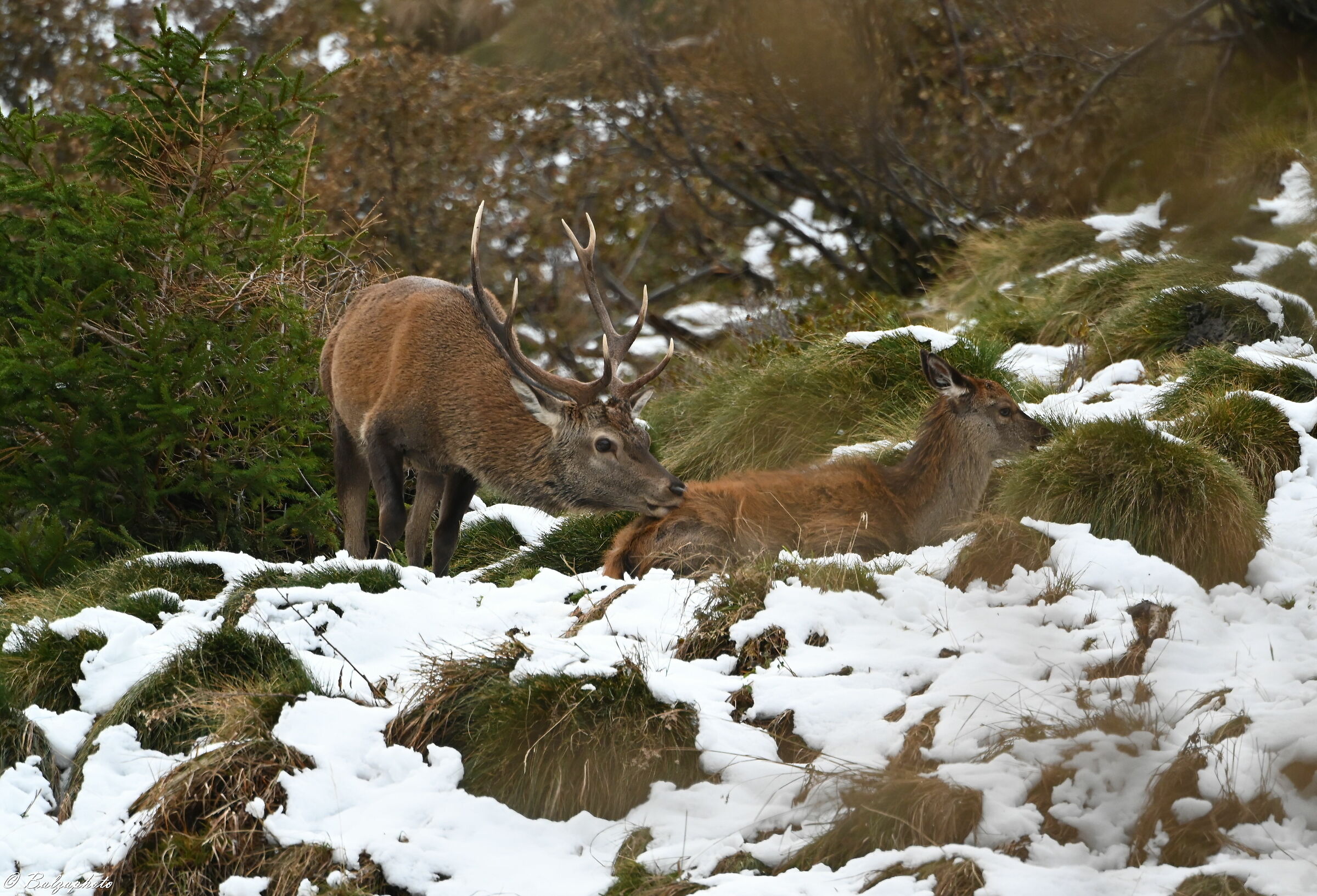 Deer takes the warm place of the female and small