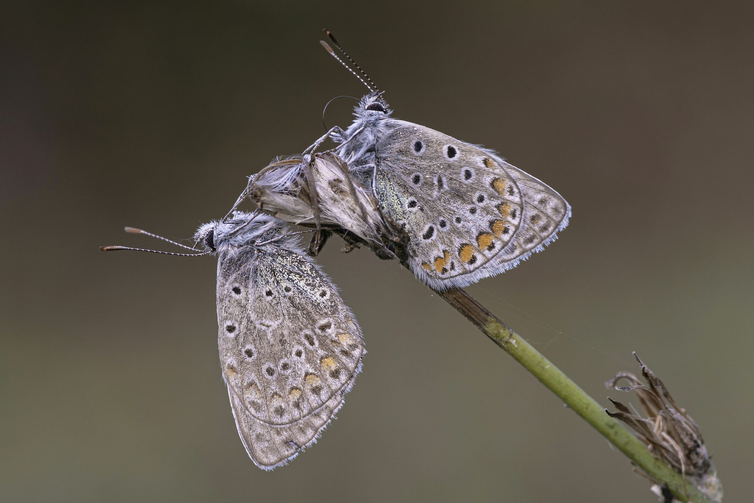 Polyommatus icarus
