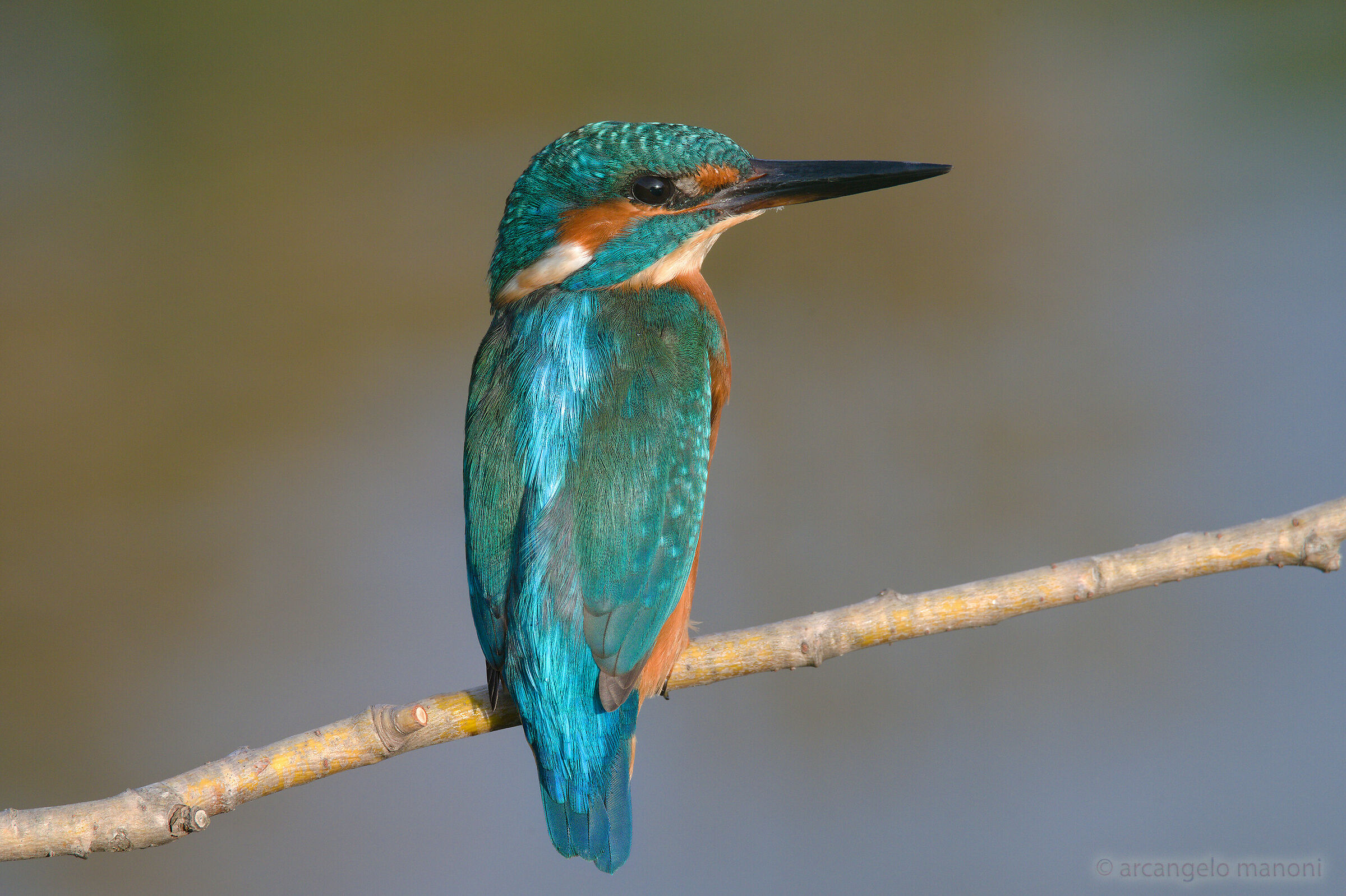 The colors of the martino