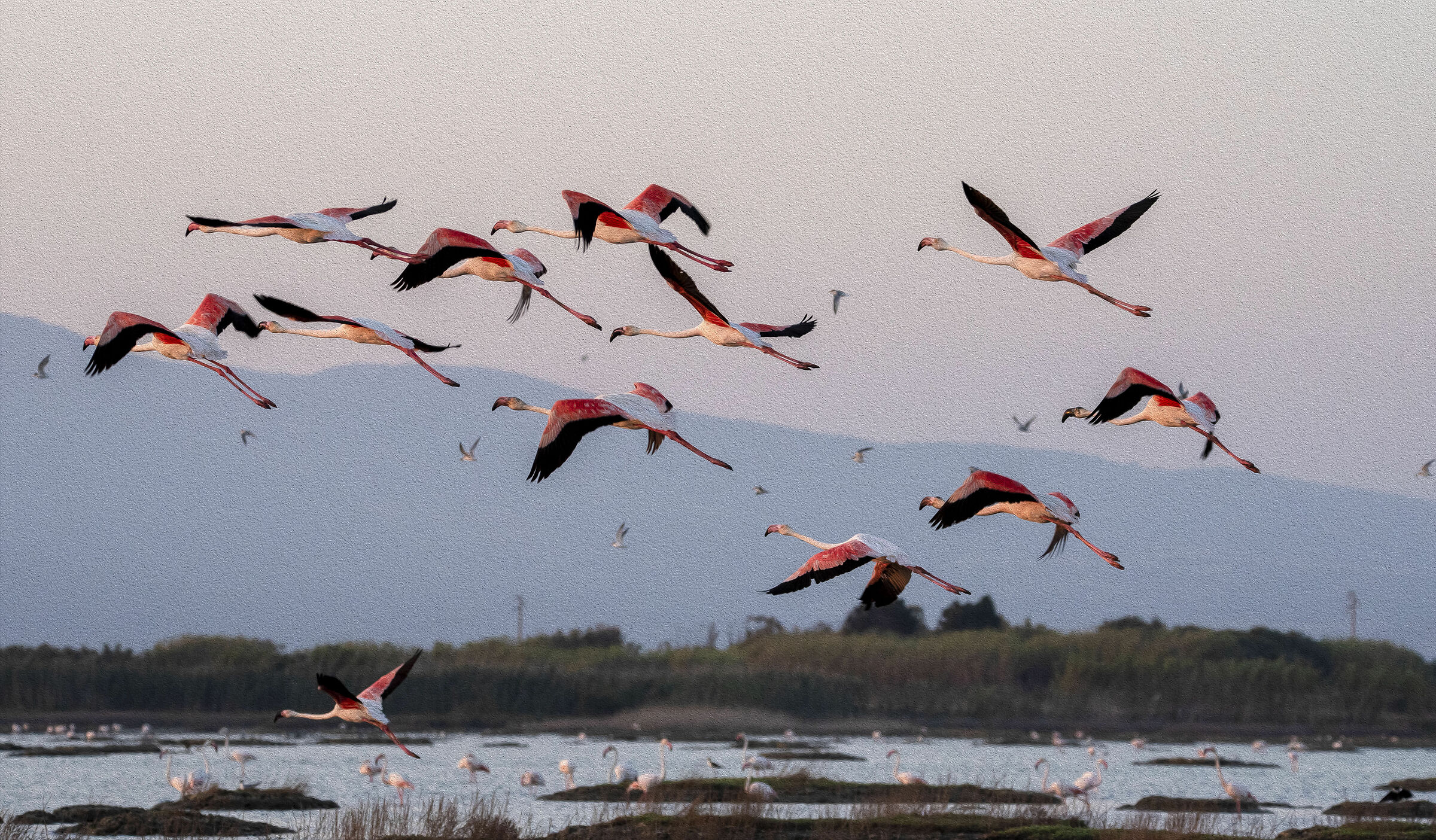Fenicotteri di Cabras dipingono paesaggi meravigliosi