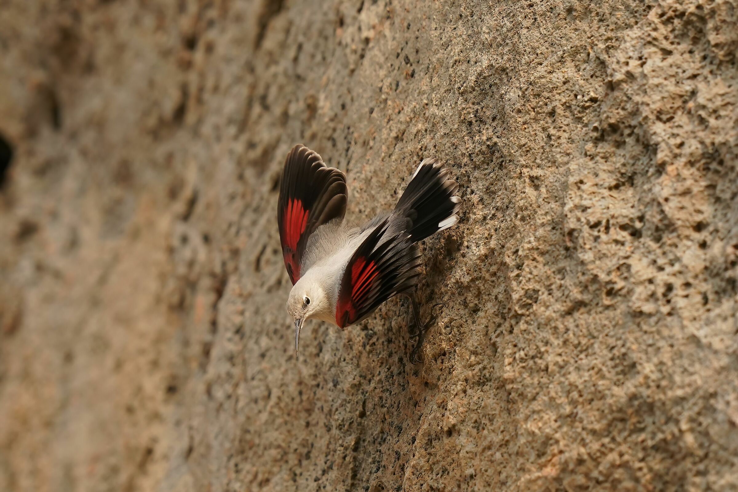 tichodroma muraria-picchio muraiolo