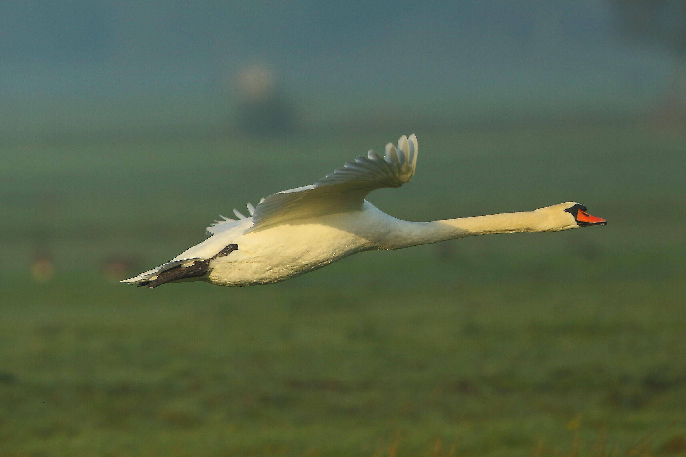 Royal swan taking off