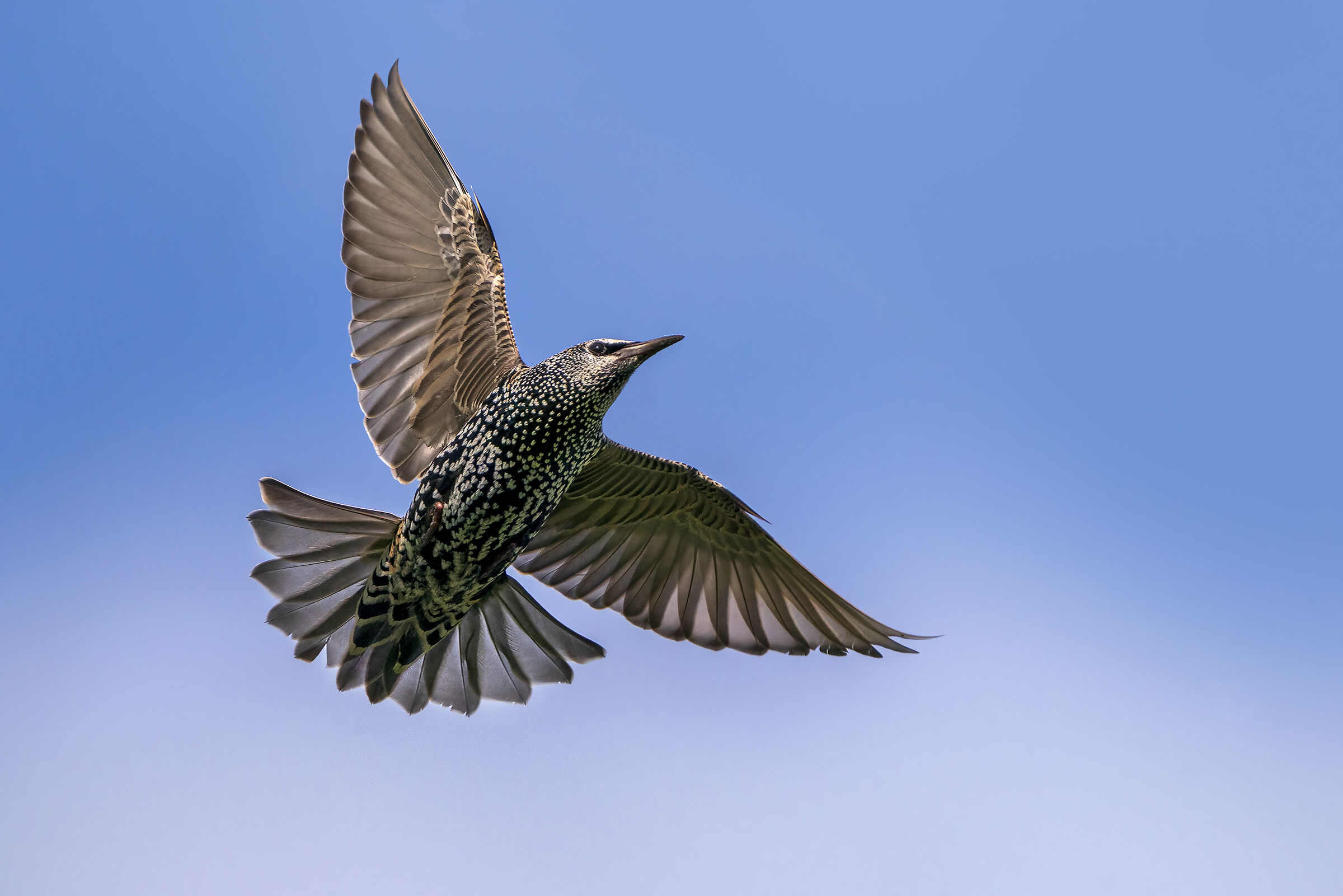 Starling in search of flying ants