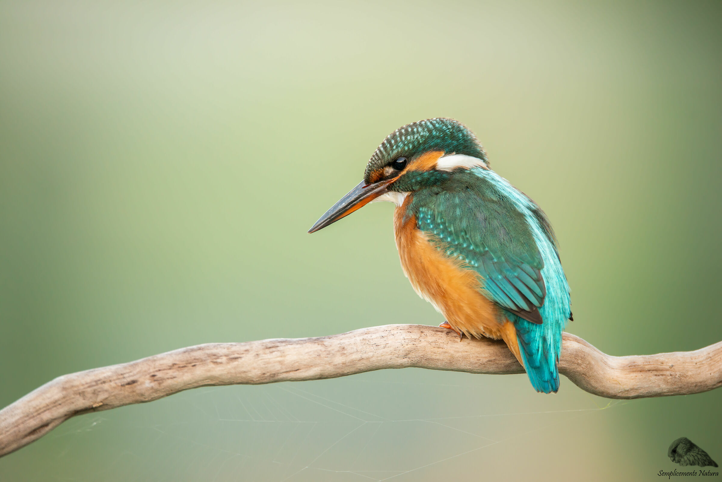 Kingfisher (Alcedo atthis)