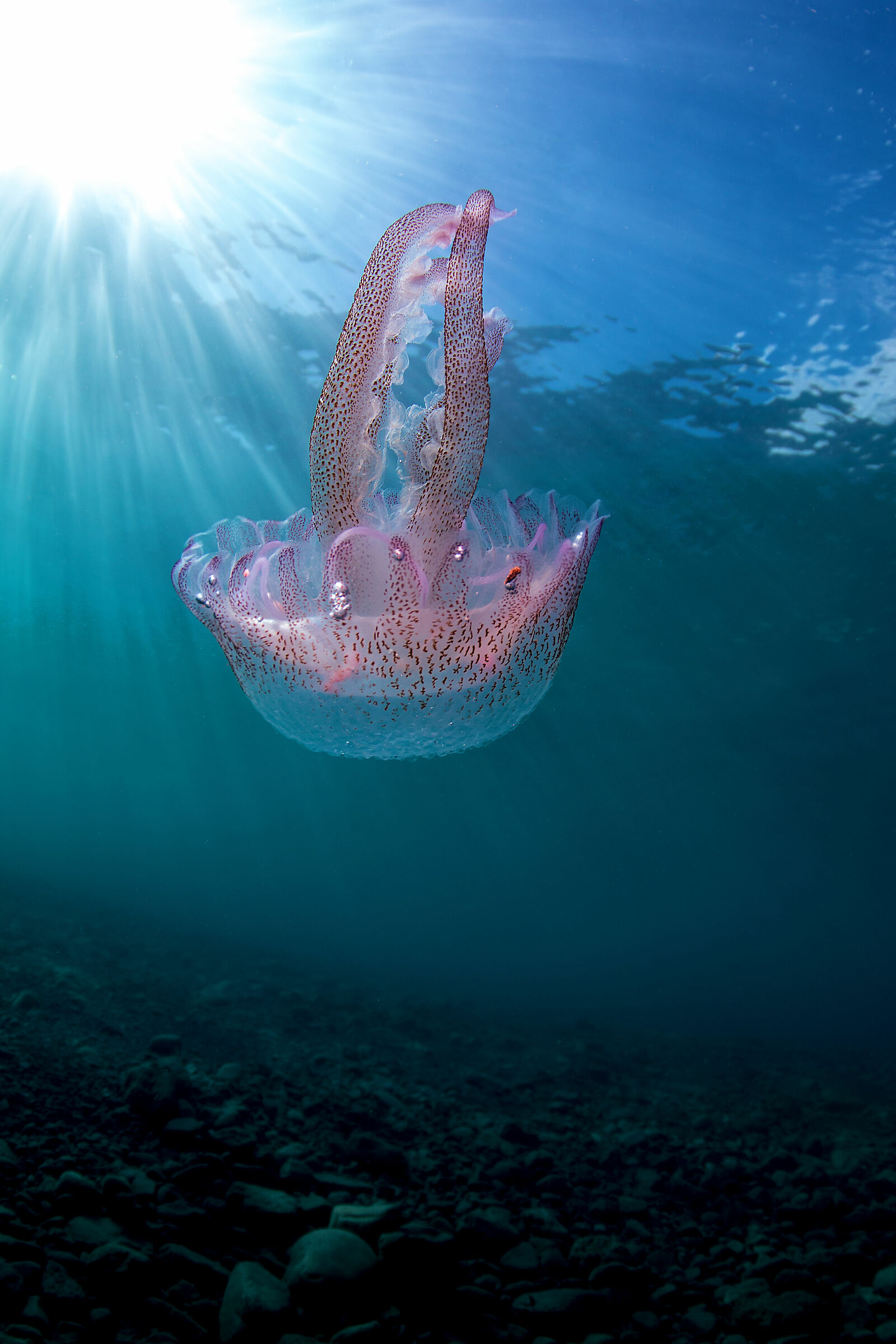 Pelagia Noctiluca - Medusa luminosa