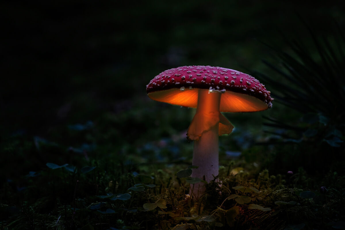Amanita Muscaria