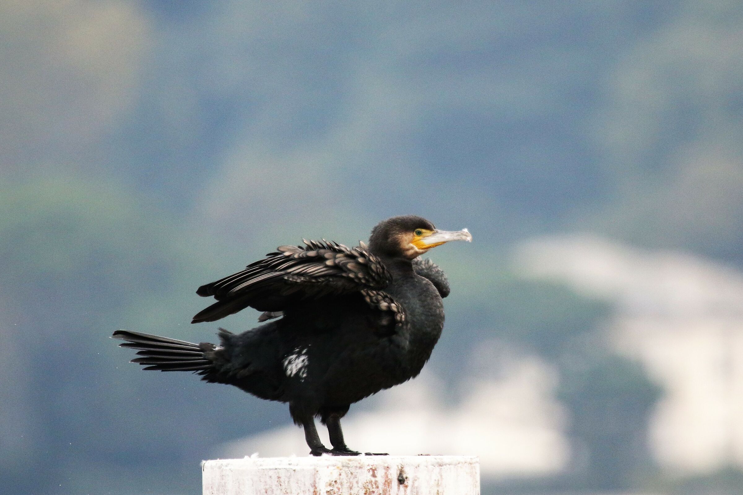 cormorant como