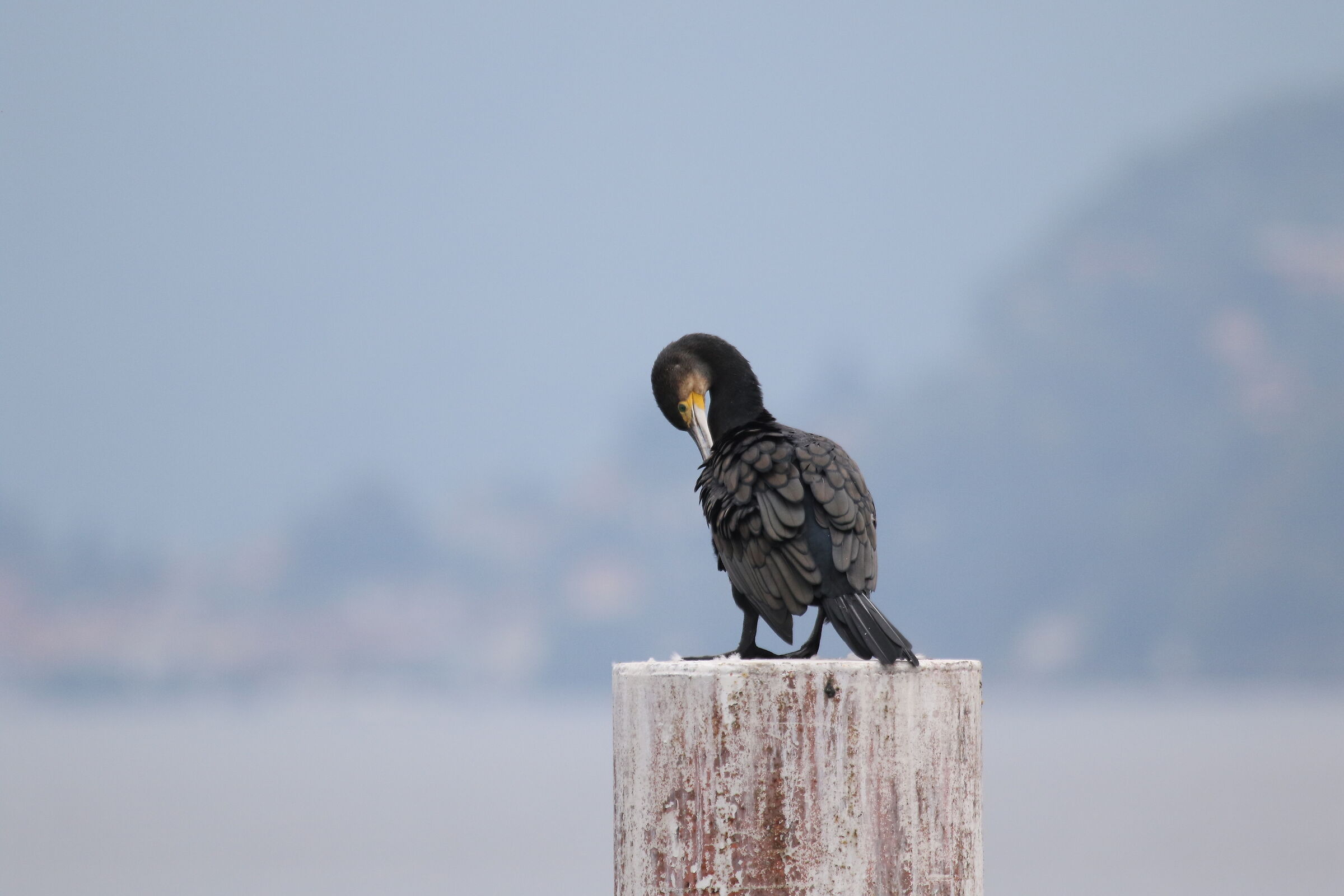 cormorant como