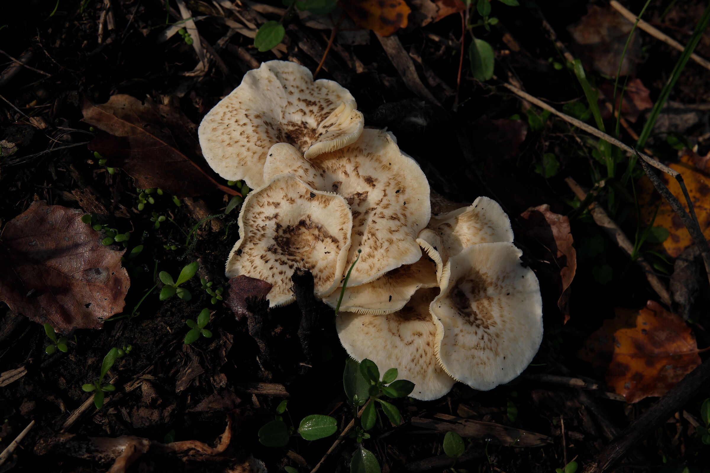 Funghi che fanno i fiori