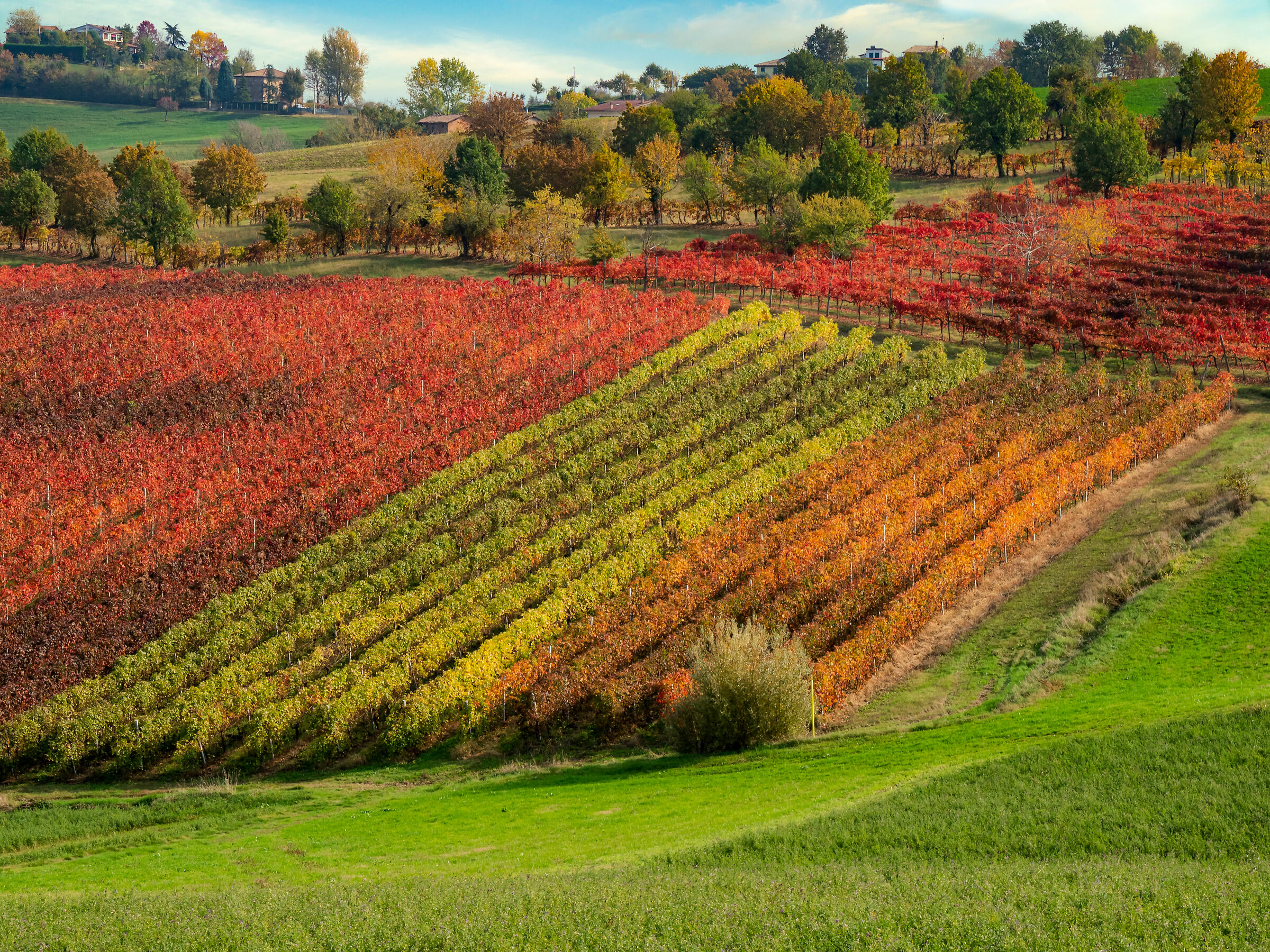 Autunno a Castelvetro