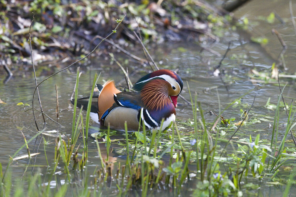 Mandarin Duck