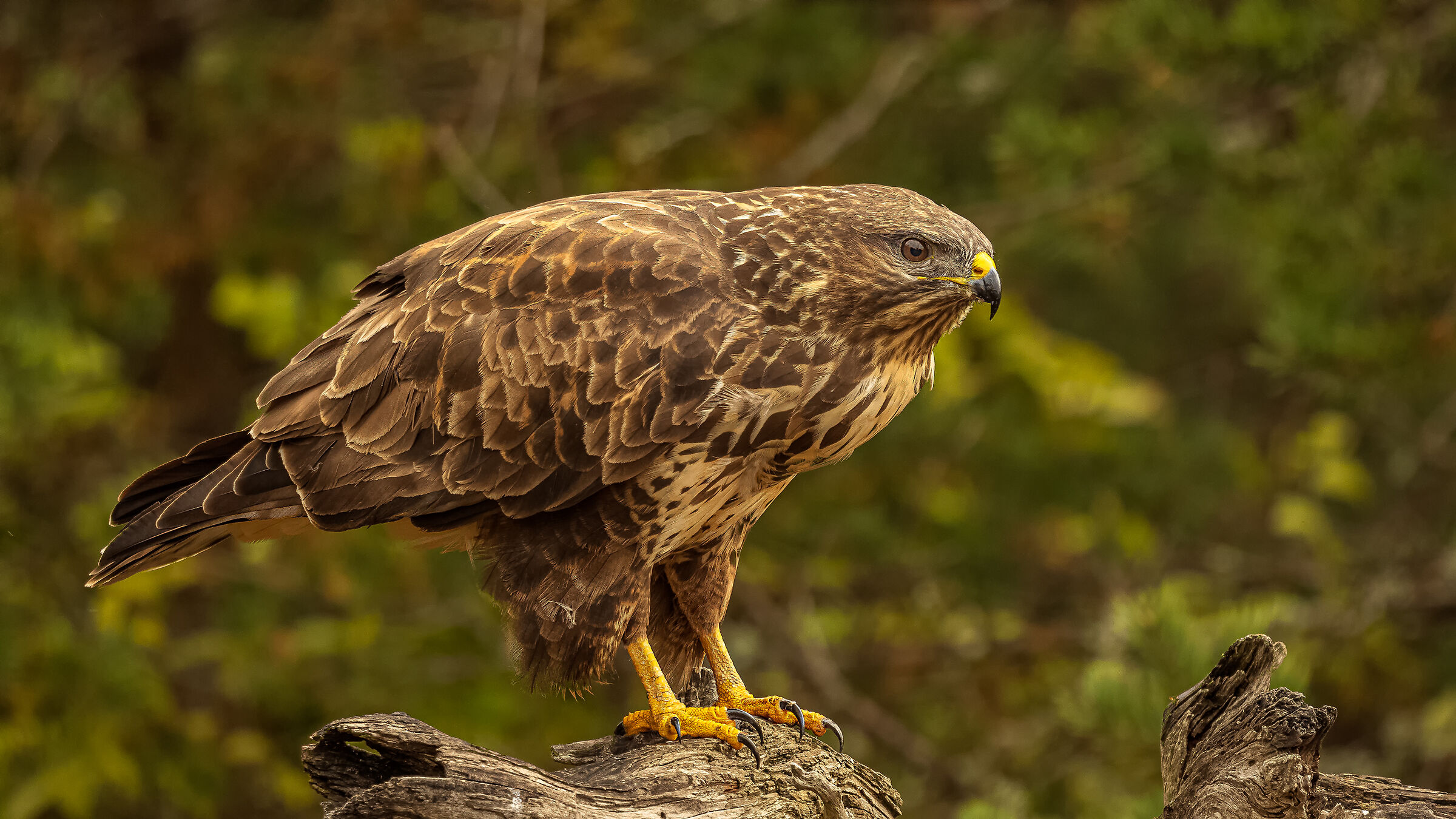 Buteo Buteo ( Poiana )