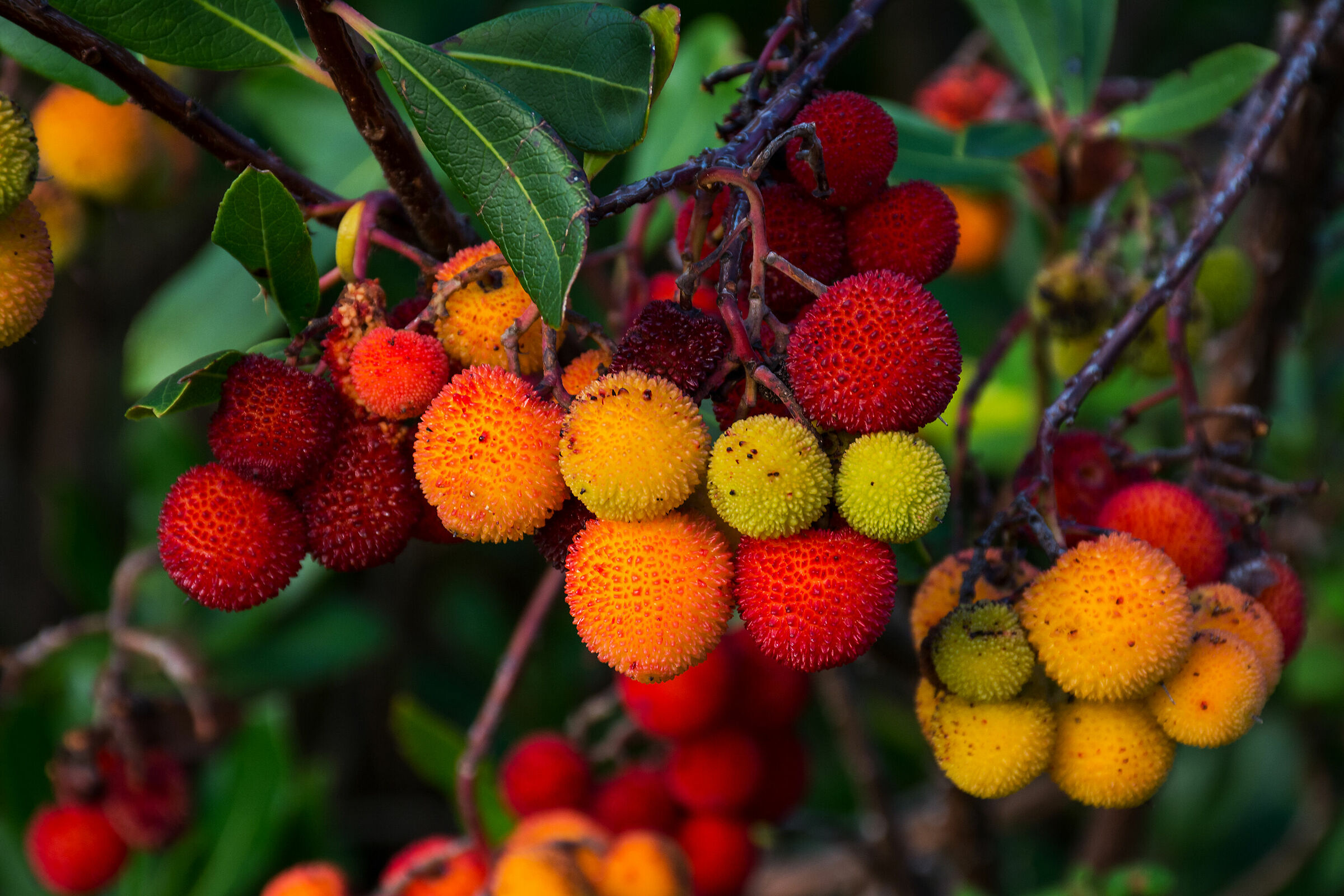 I colori dei corbezzoli