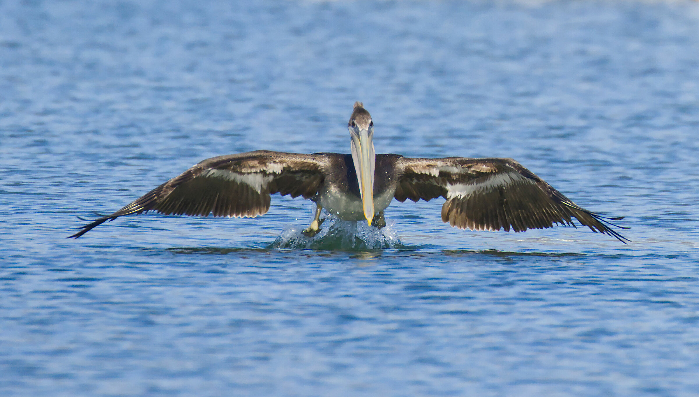 Pelican's takeoff